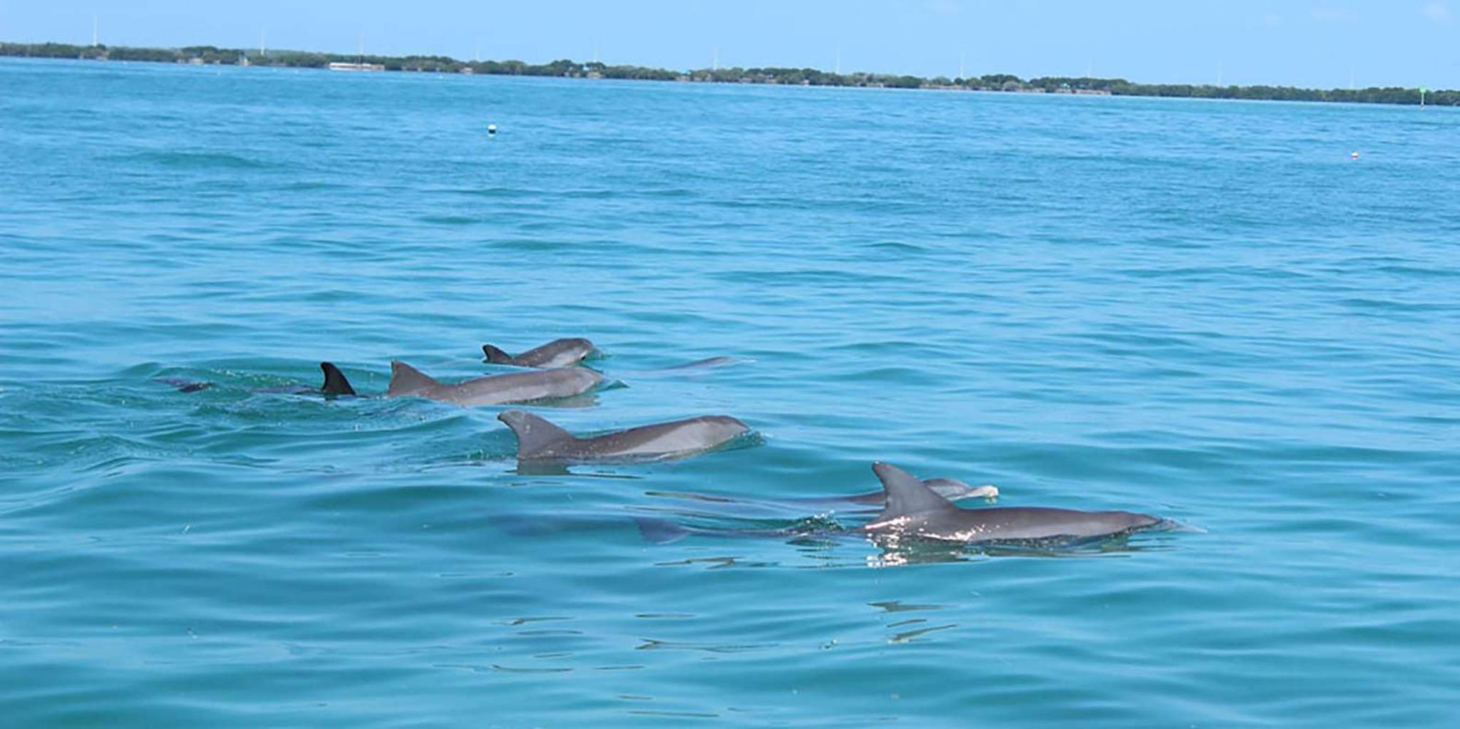 Islamorada Private Eco-Tour and Snorkeling