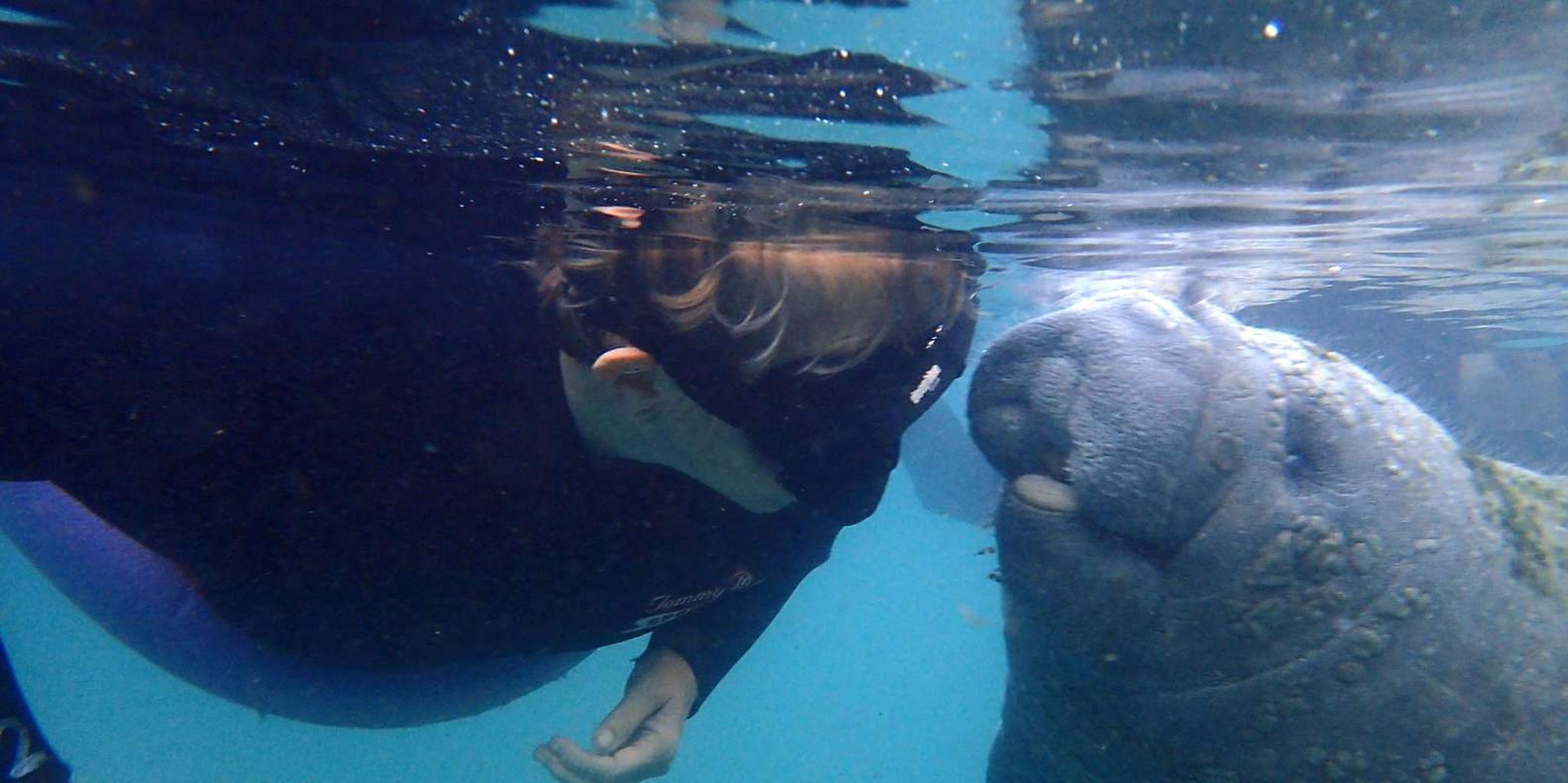 Crystal River Manatee Swim with Photographer 3 hr - Image 4