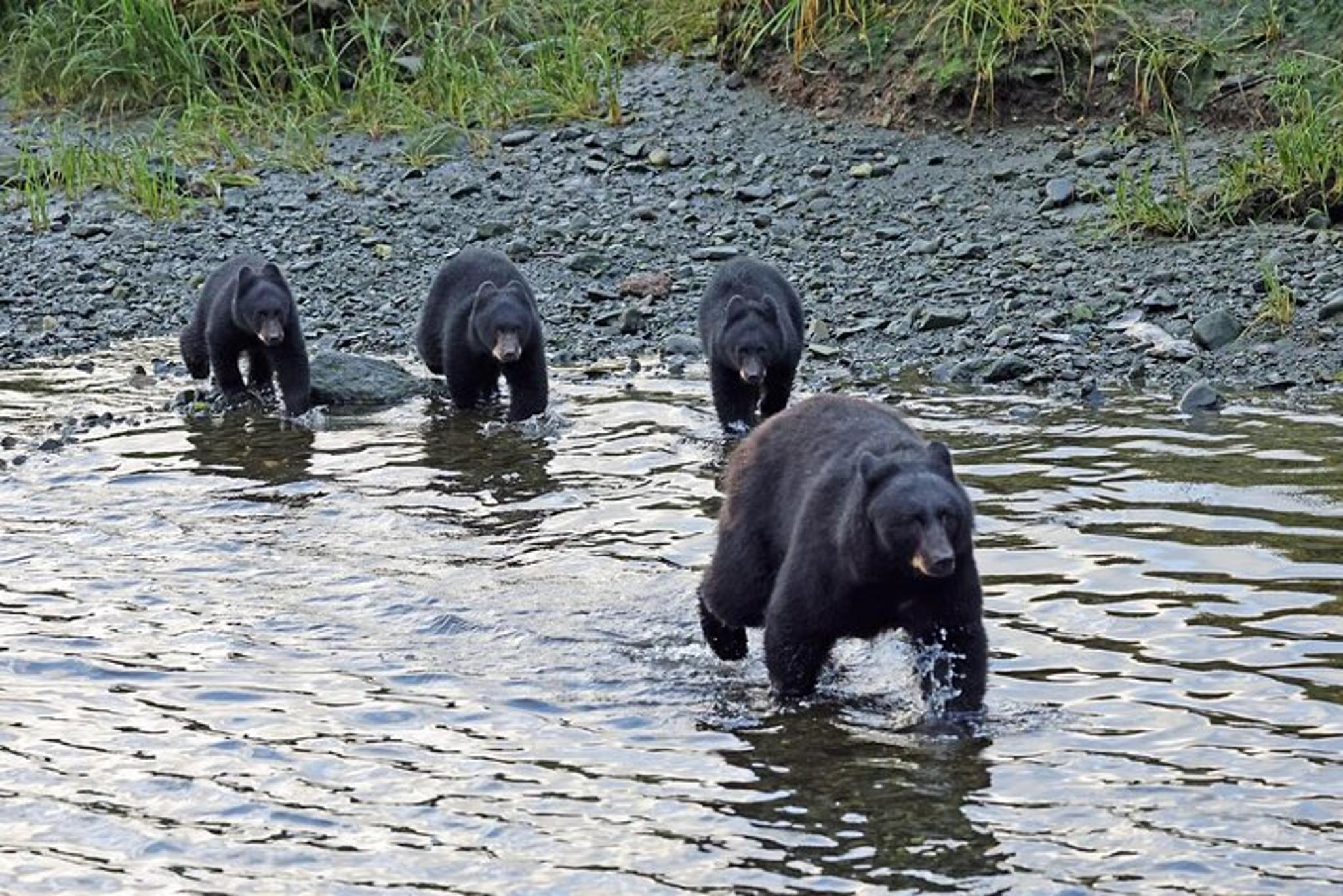 Ketchikan Native Cultural Scenic Experience