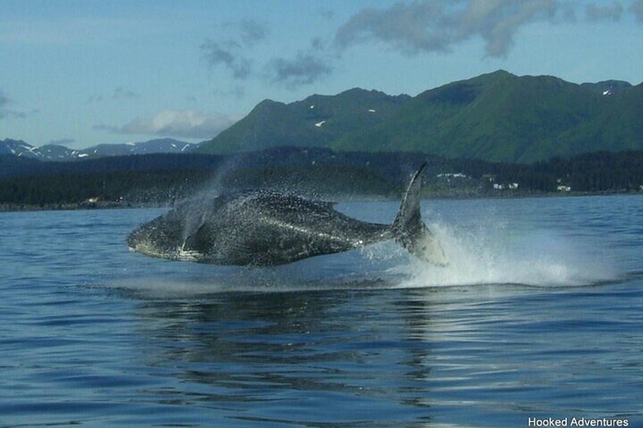 Whale and Wildlife Viewing Tour - Image 3