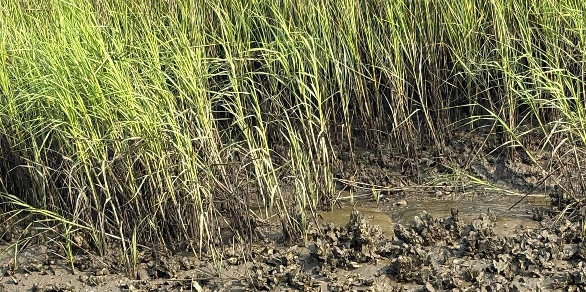 Hilton Head Kayak Dolphin Nature Tour 2 hr - Image 2