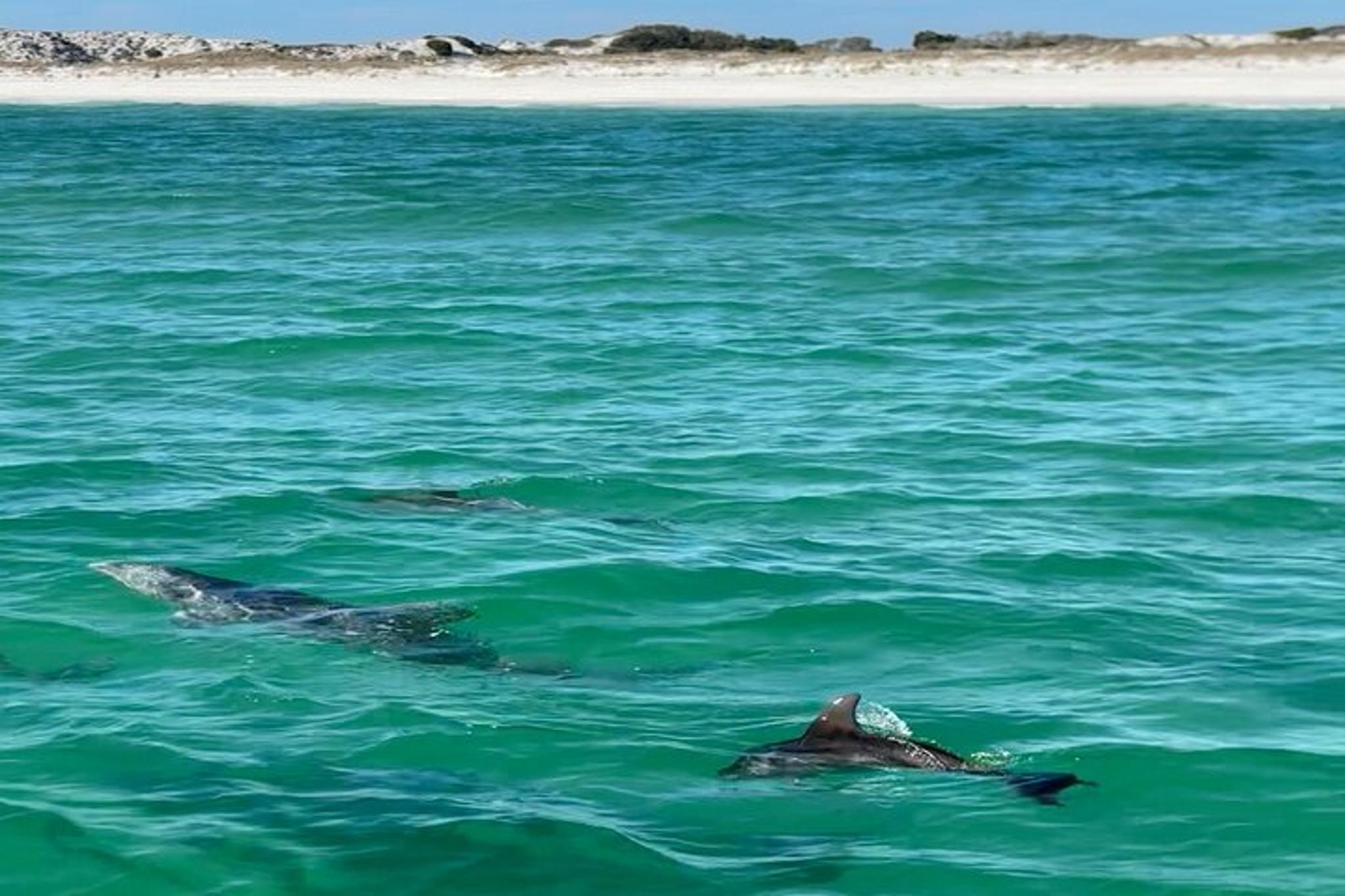 Panama City Beach Dolphin Sightseeing Boat Tour - Image 6