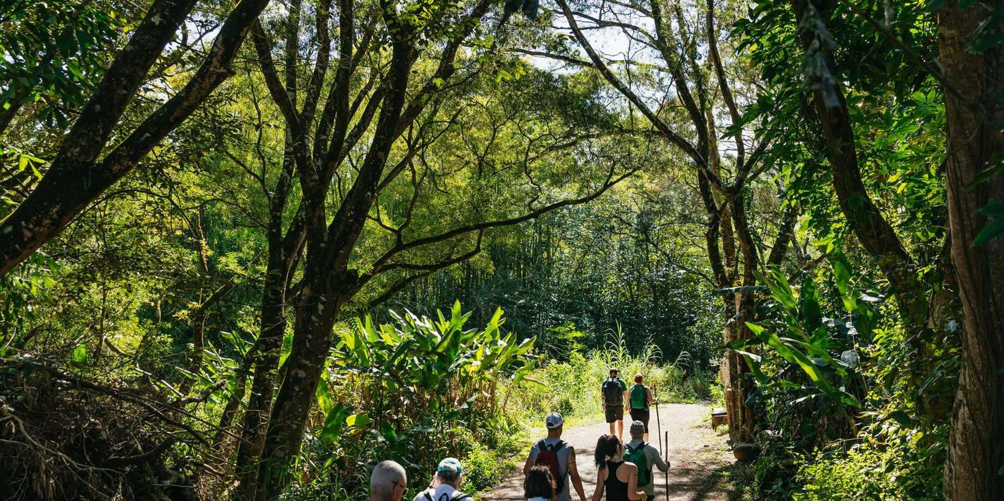 Maui Rainforest Waterfall Hiking Adventure - Image 5