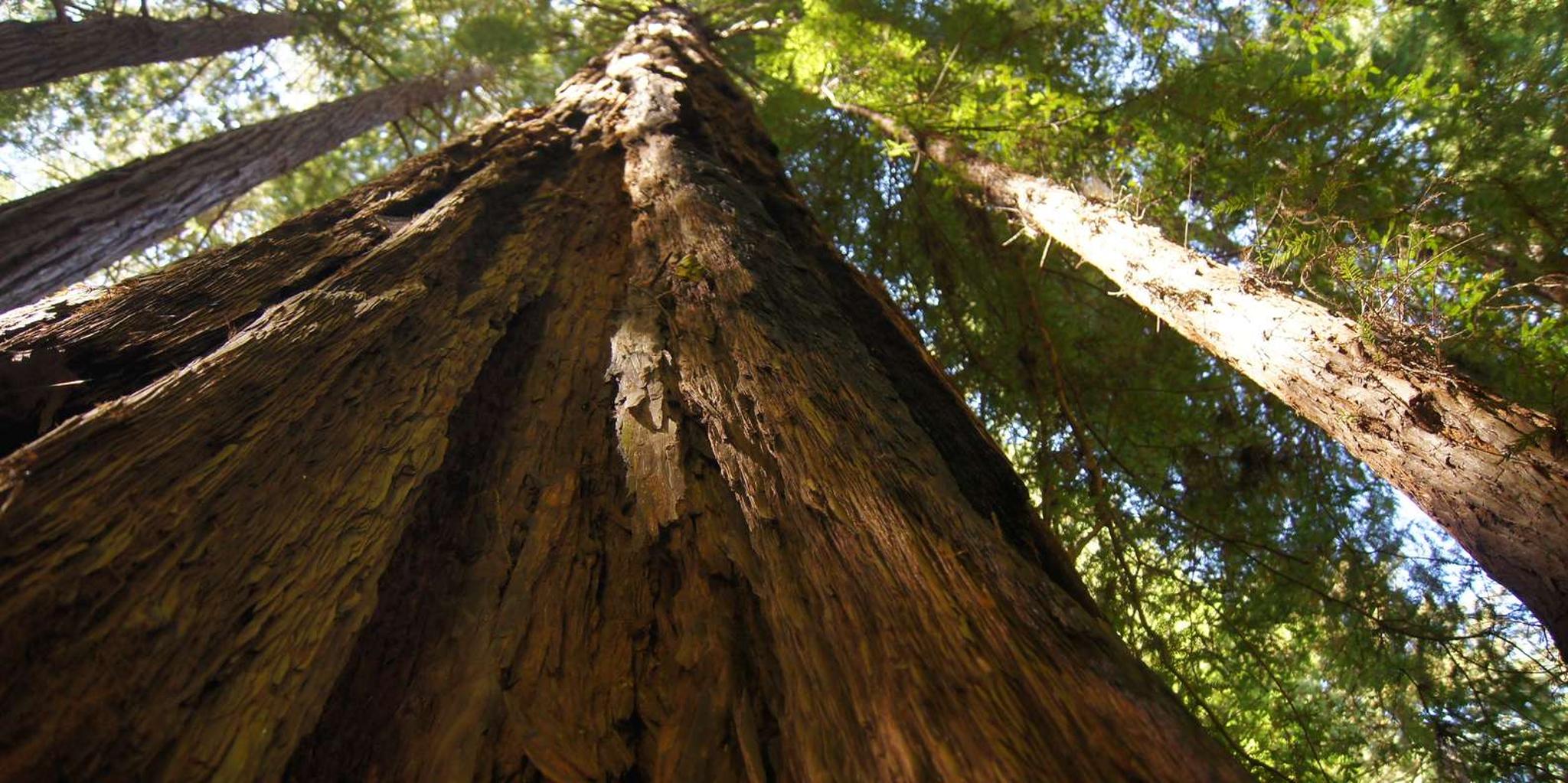 San Francisco Muir Woods and Sausalito Tour