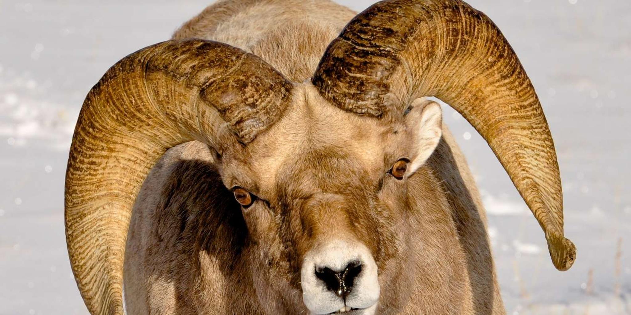 Jackson Wildlife and Snowshoe Tour in Grand Teton - Image 3