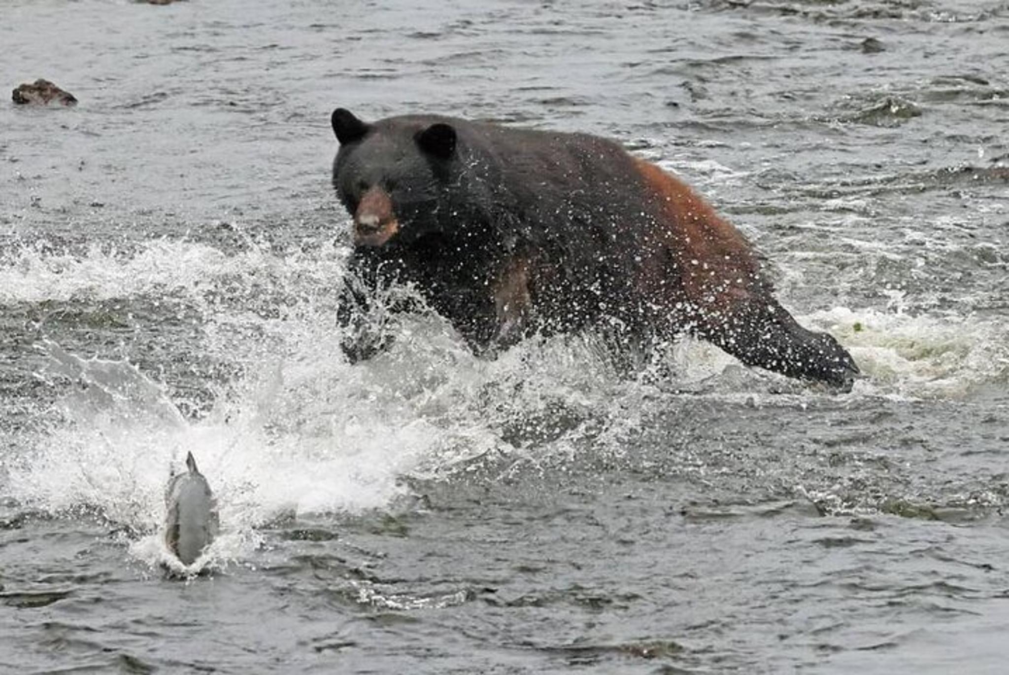 Ketchikan Wildlife and Culture Van Excursion 2 hr - Image 2