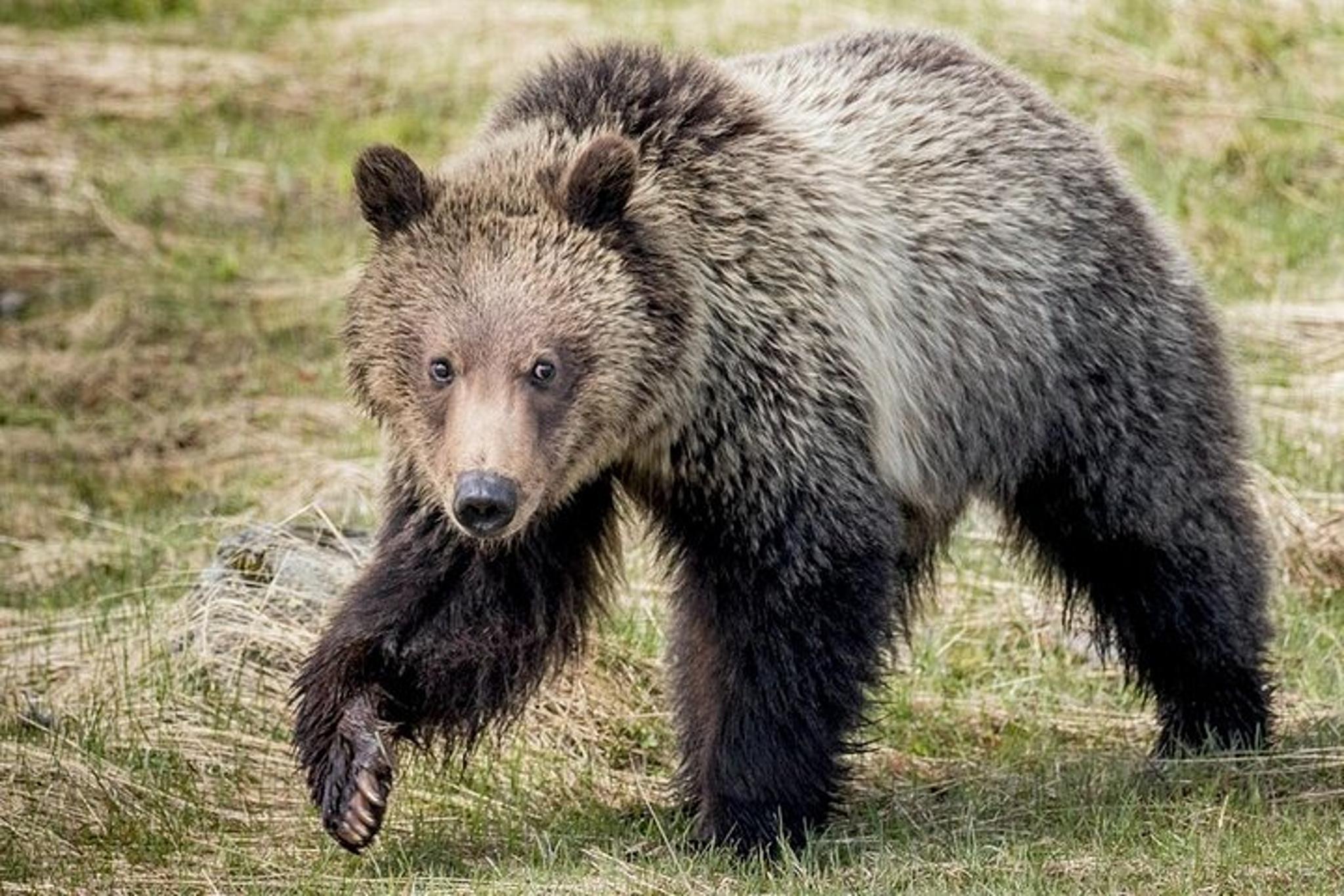Yellowstone National Park Private Tour - Image 2