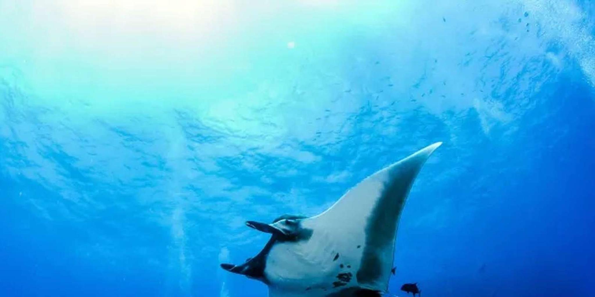 Kona Manta Ray Night Snorkel Adventure