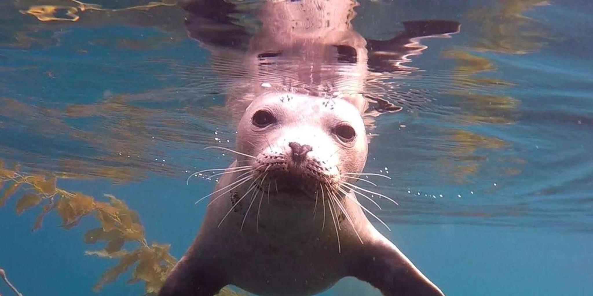 San Diego Snorkeling Tour at La Jolla Cove - Image 5