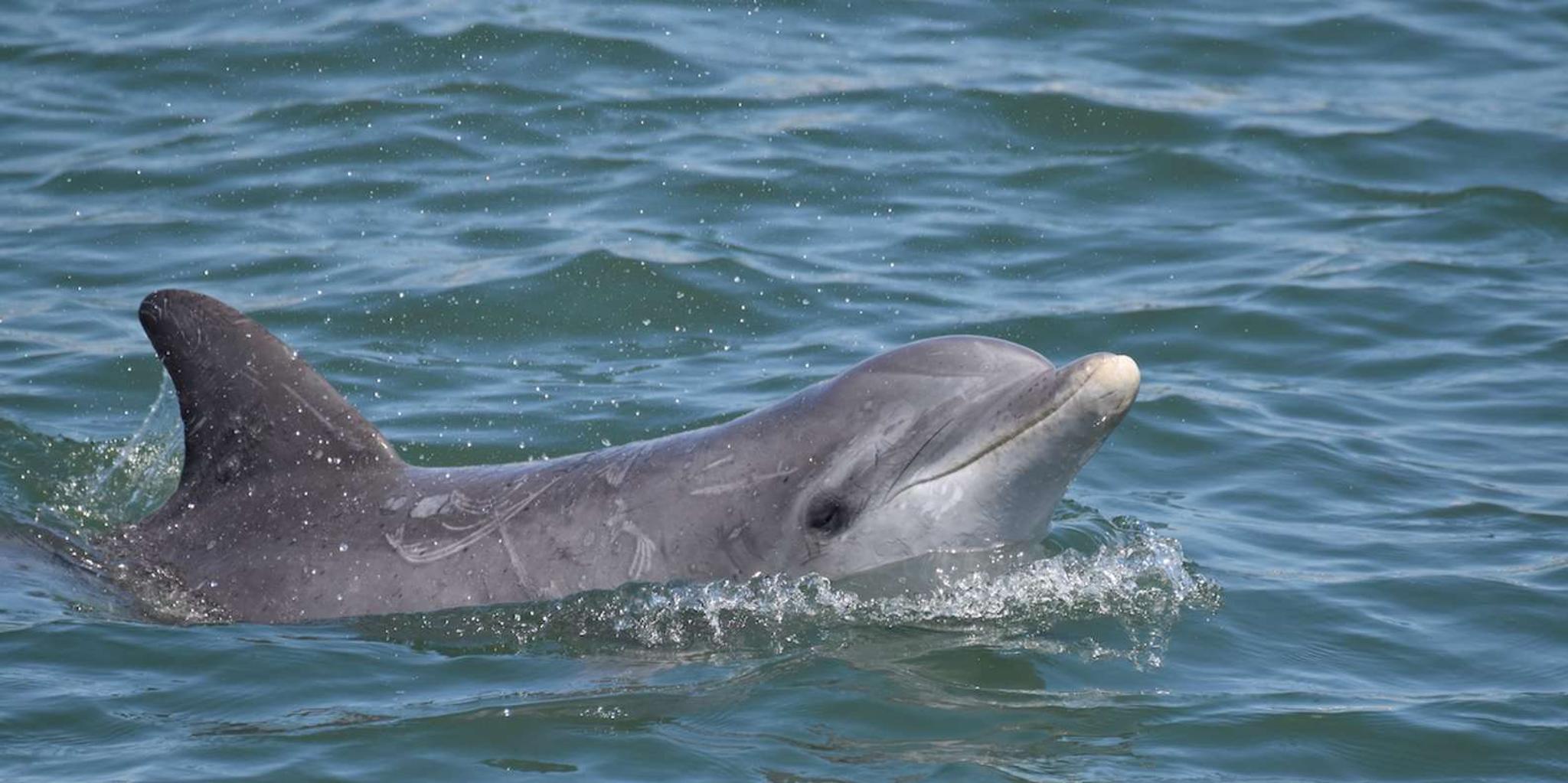 Cape May Dolphin Watching Sunset Cruise - Image 2