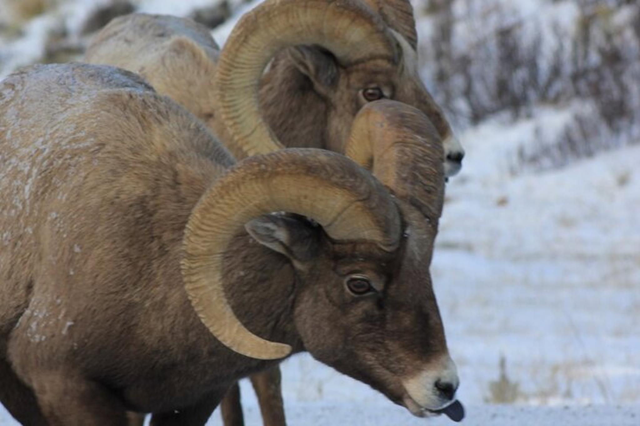 Jackson Hole Winter Wildlife Tour - Image 3