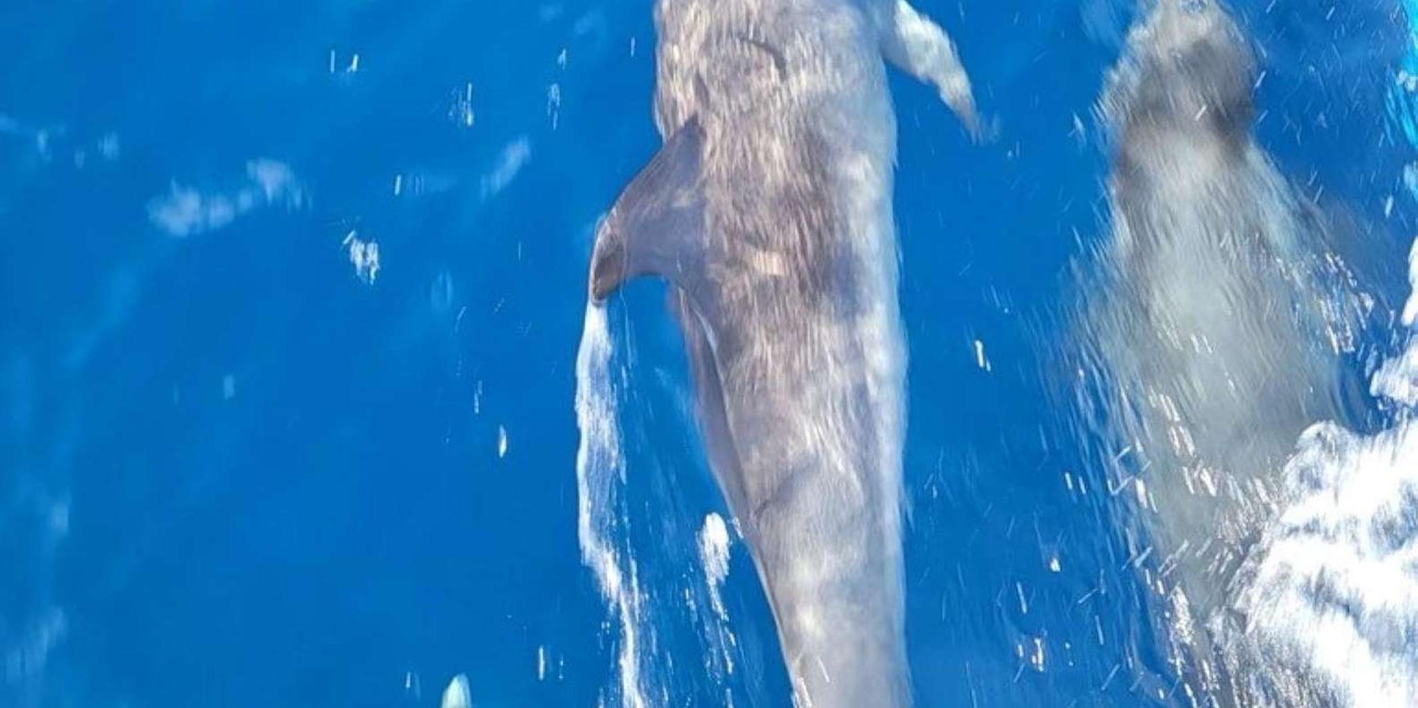 Port Aransas Dolphin Watch Boat Tour