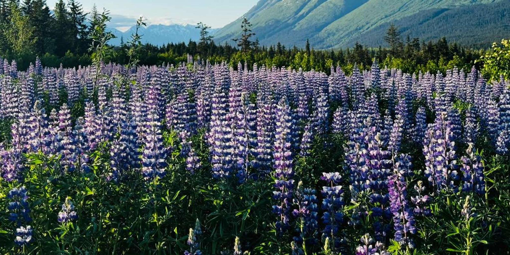 Seward to Anchorage Wildlife and Scenic Tour - Image 4