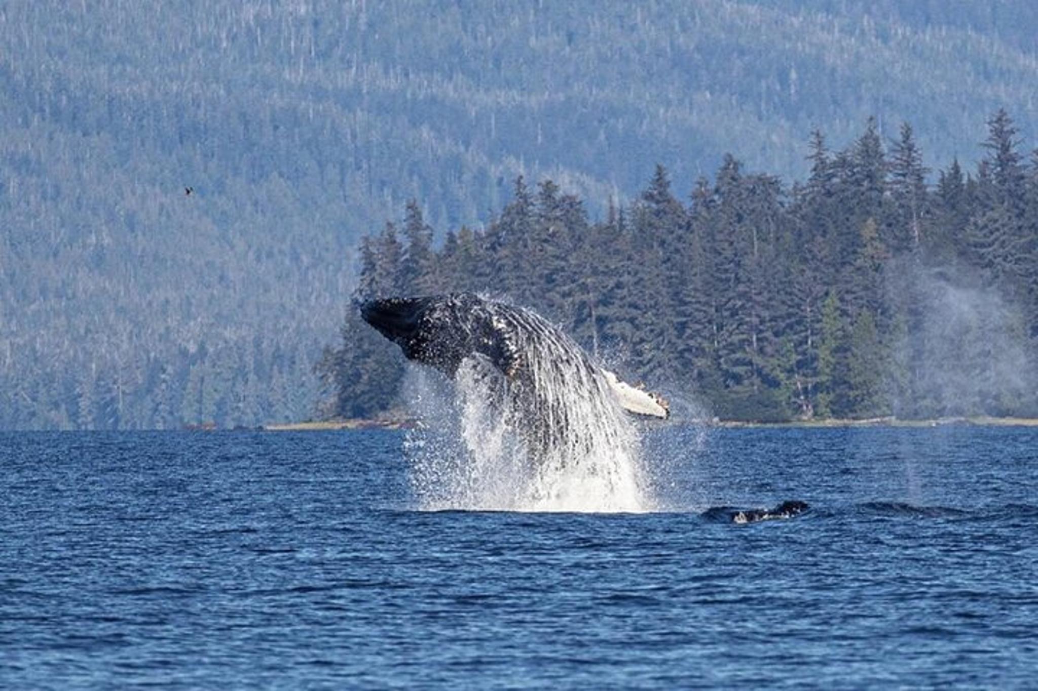 Ketchikan Whales and Wildlife Excursion