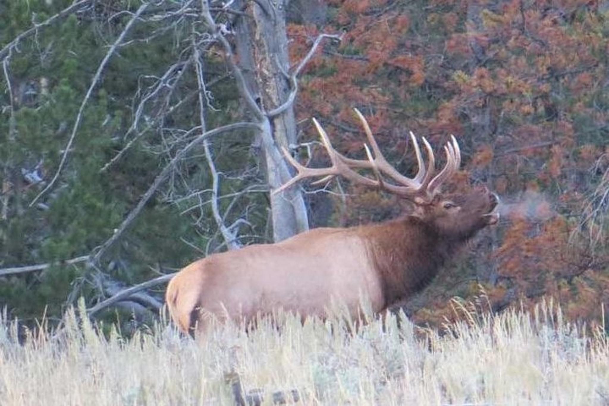 Yellowstone National Park Private Lower Loop Tour - Image 6