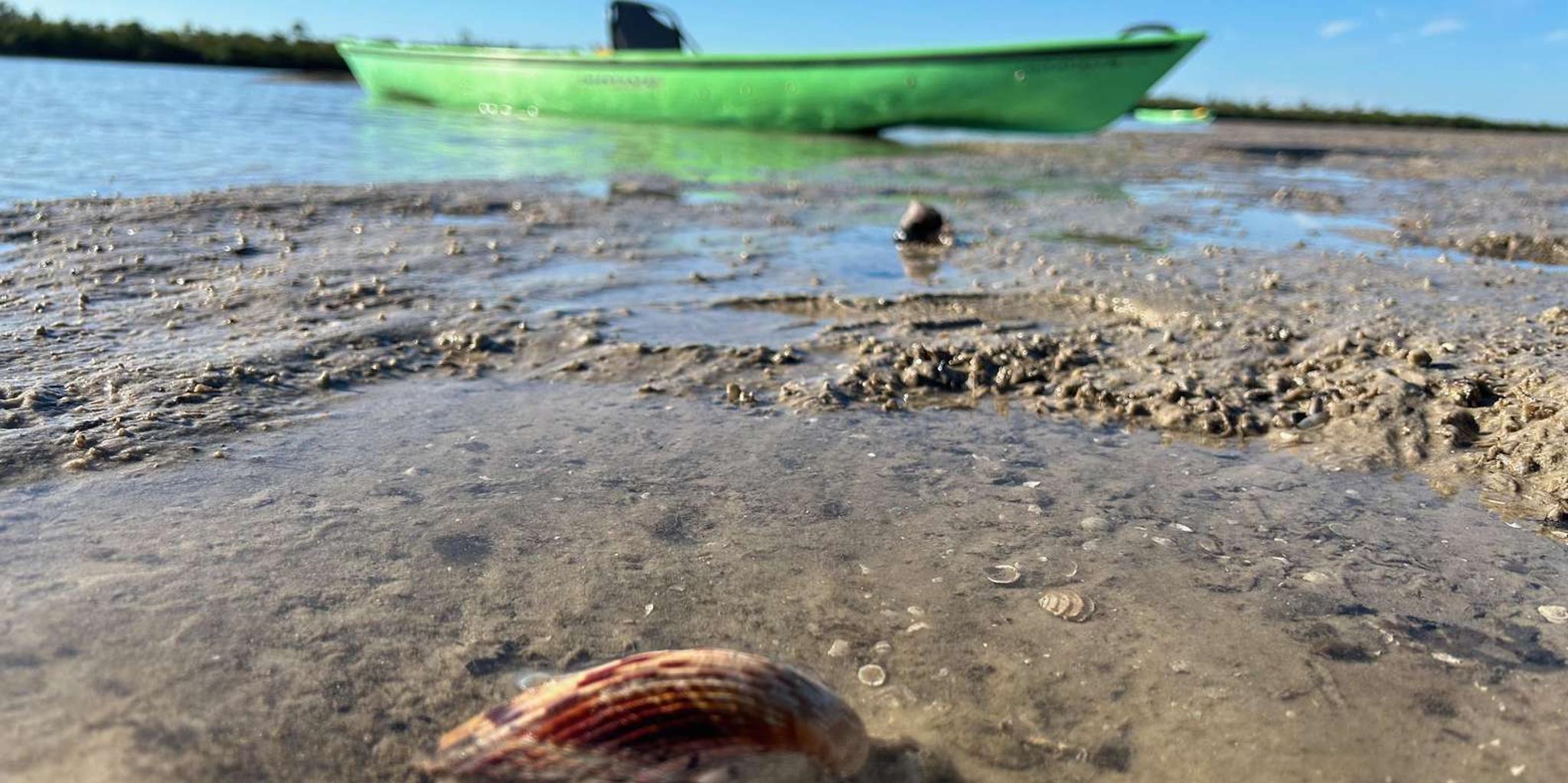 Marco Island Mangrove Kayak Tour 2hr - Image 2