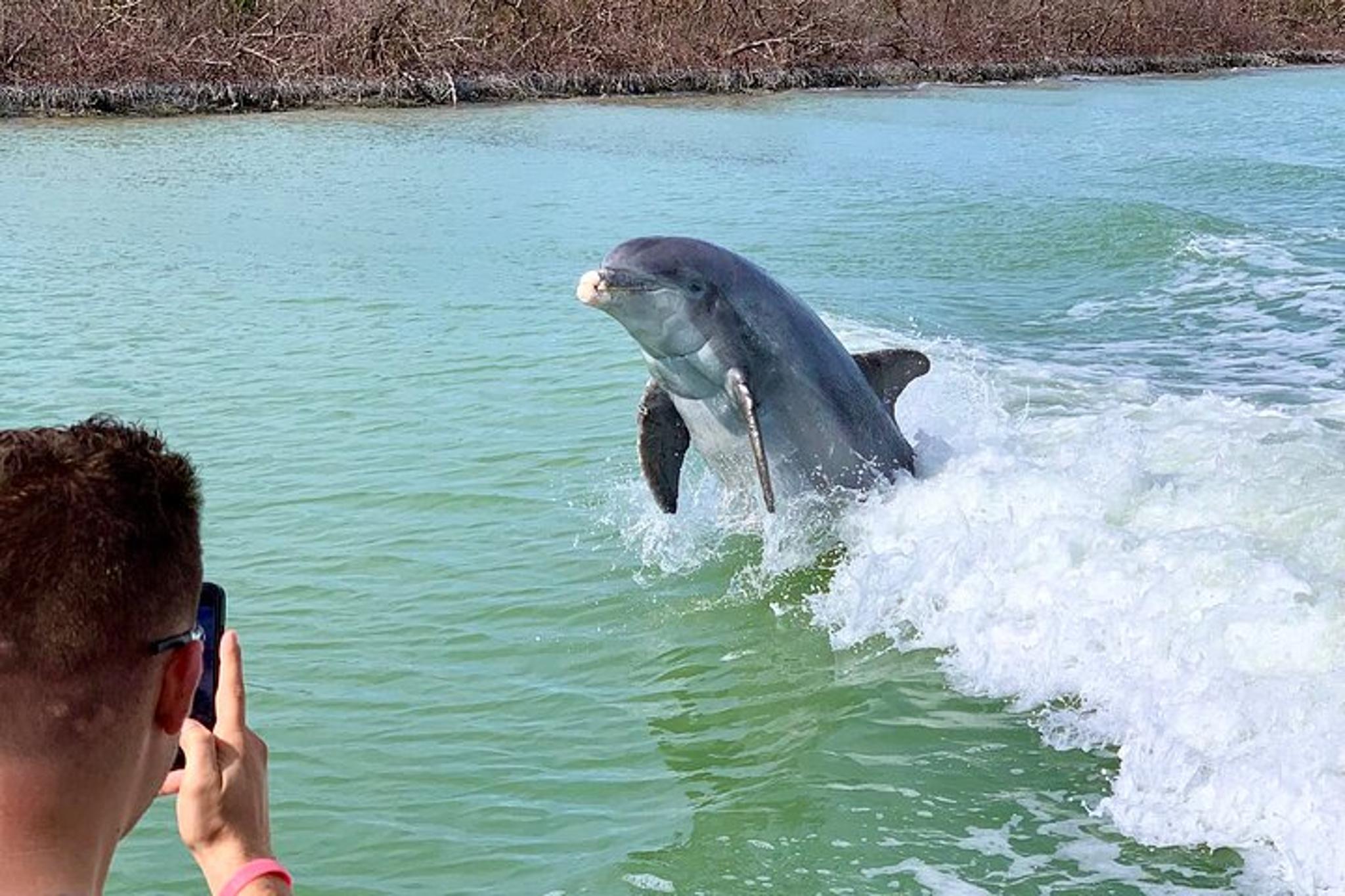 Marco Island Dolphin and Shelling Cruise 2.5 hr - Image 4