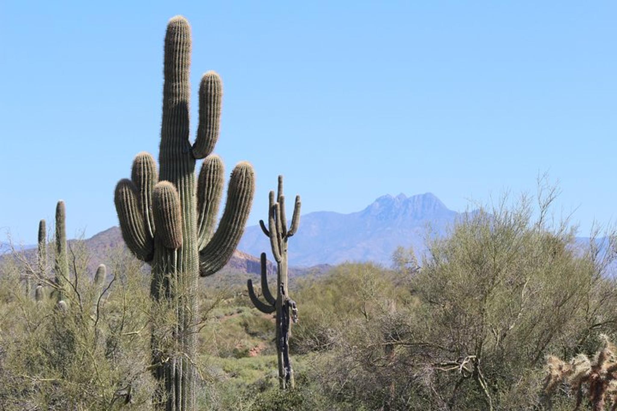 Phoenix Wilderness Hiking Tour - Image 3