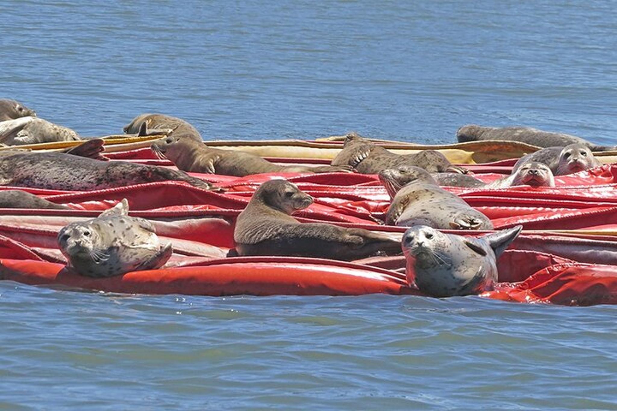 Tacoma Puget Sound Guided Boat Tour 2 hr - Image 2