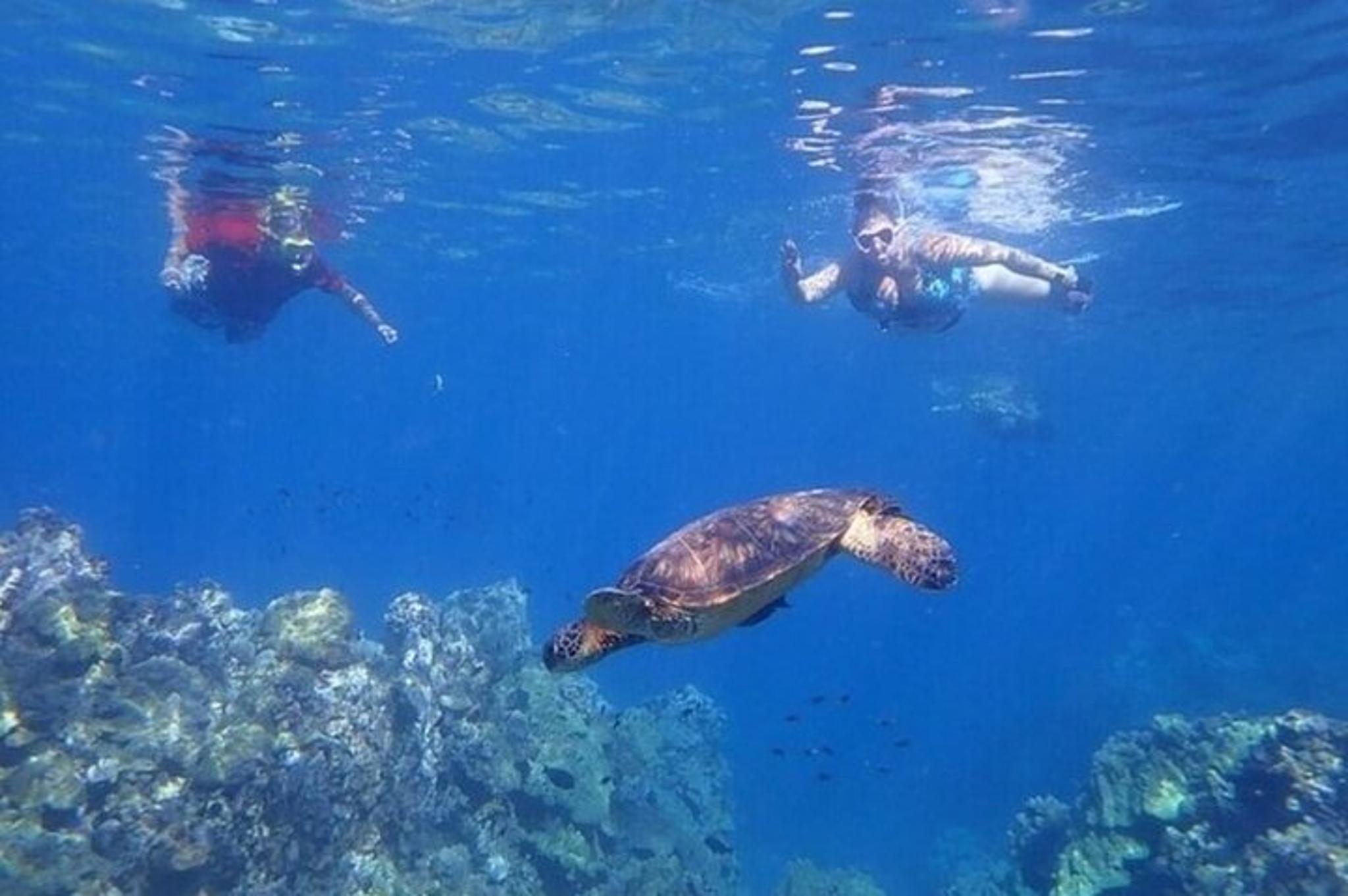Maui Clear Kayak and Snorkel Tour with Turtles - Image 5