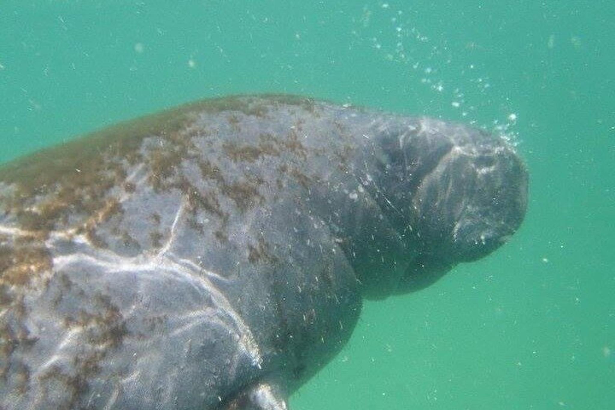 Egmont Key Island Tour with Dolphins & Snorkeling - Image 4