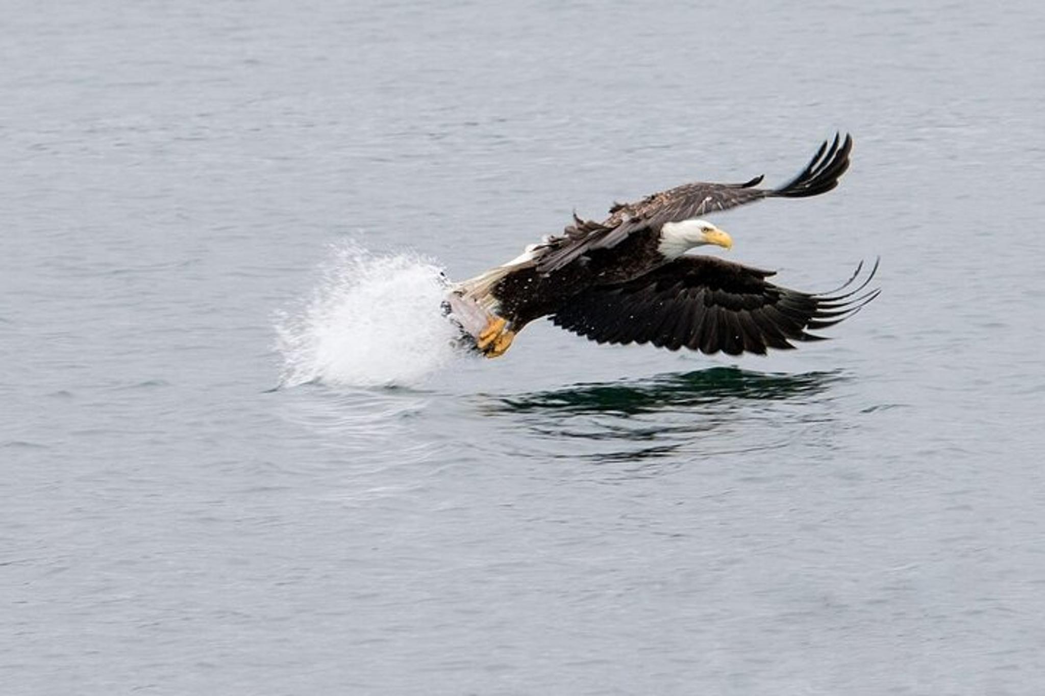 Sitka Whale Watching and Wildlife Shore Excursion - Image 6