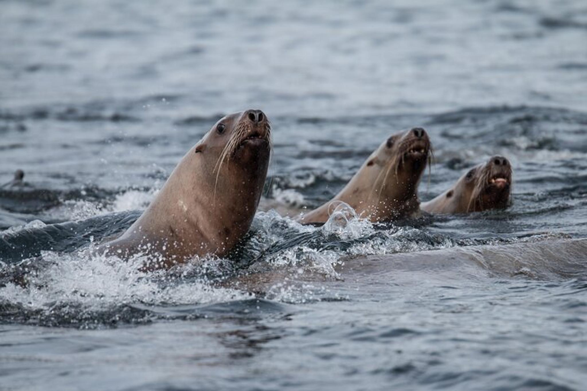 Sitka Marine Wildlife Tour 2 hr - Image 4