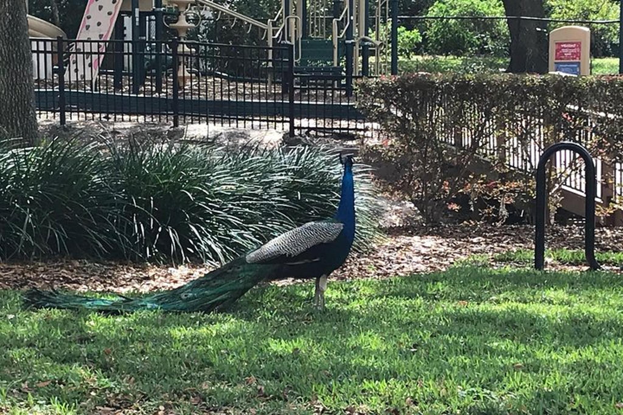 Winter Park Walking Tour - Image 6