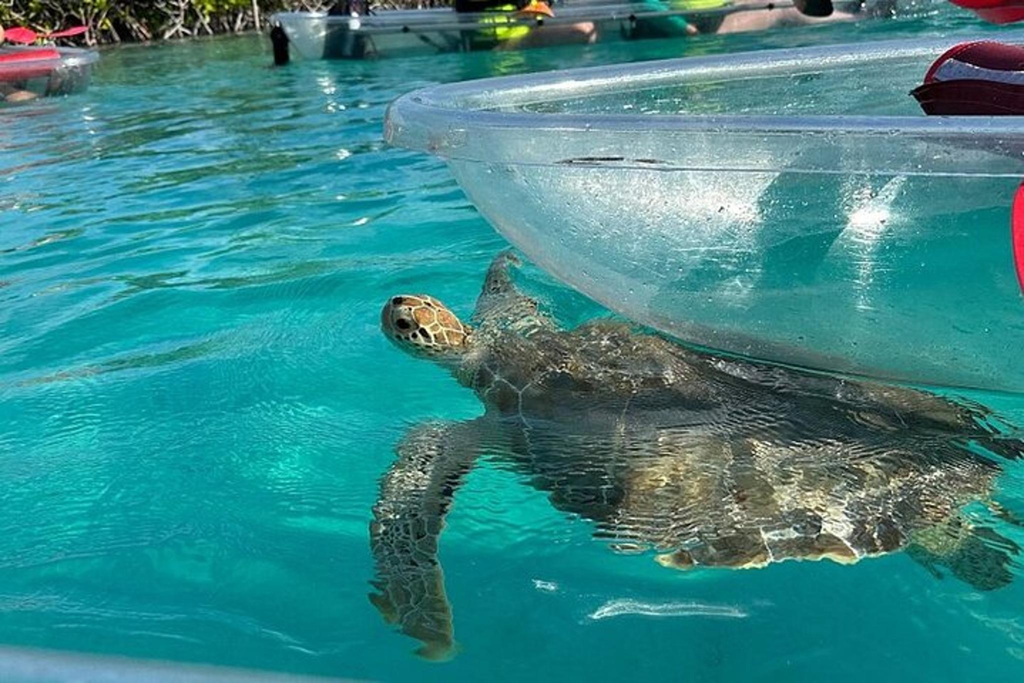 Grand Bahama Clear Kayak Tour - Image 2