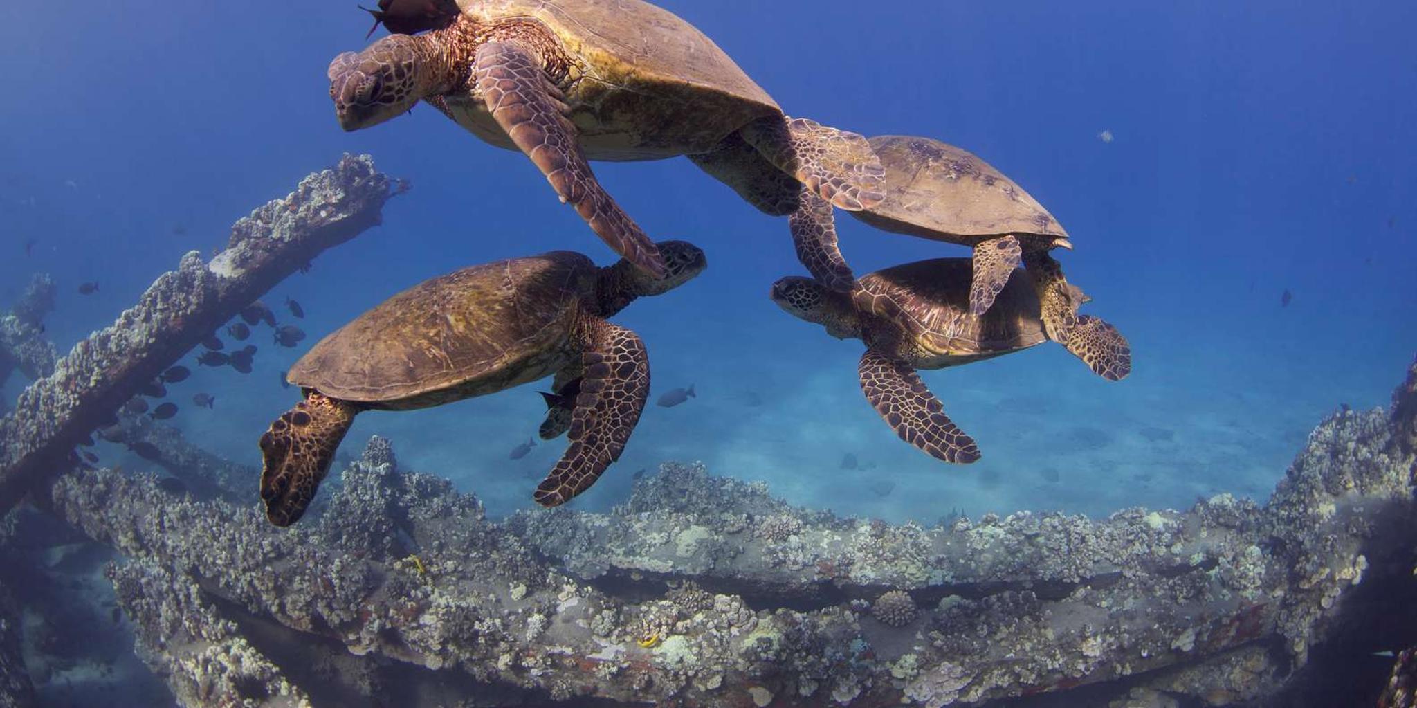 Lahaina Scuba Diving Intro from Shore 3 hr - Image 6