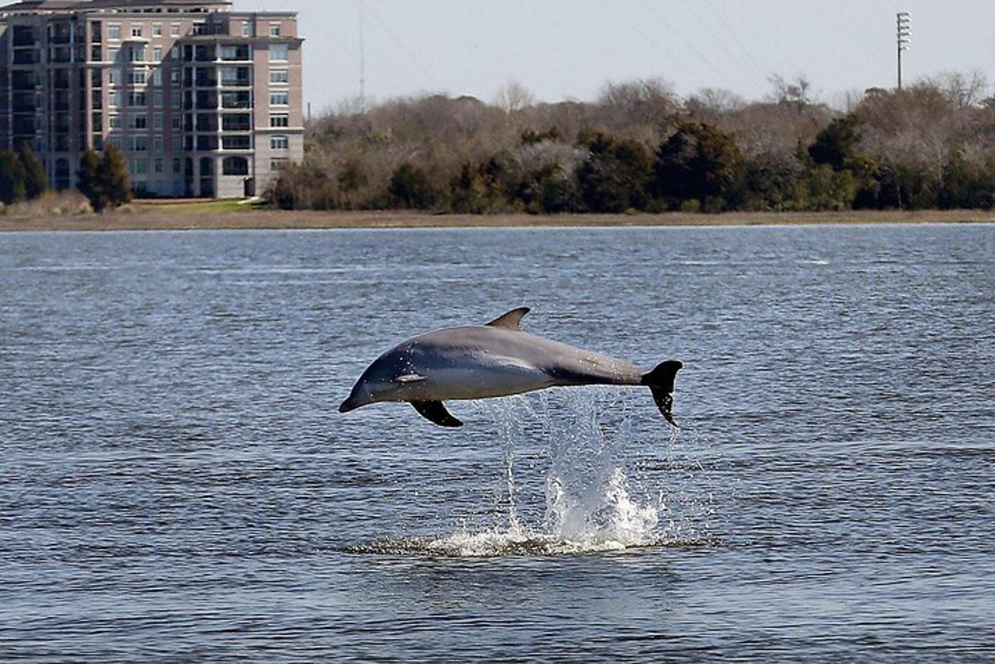 Charleston Sailing Tour on Mystique - Image 3