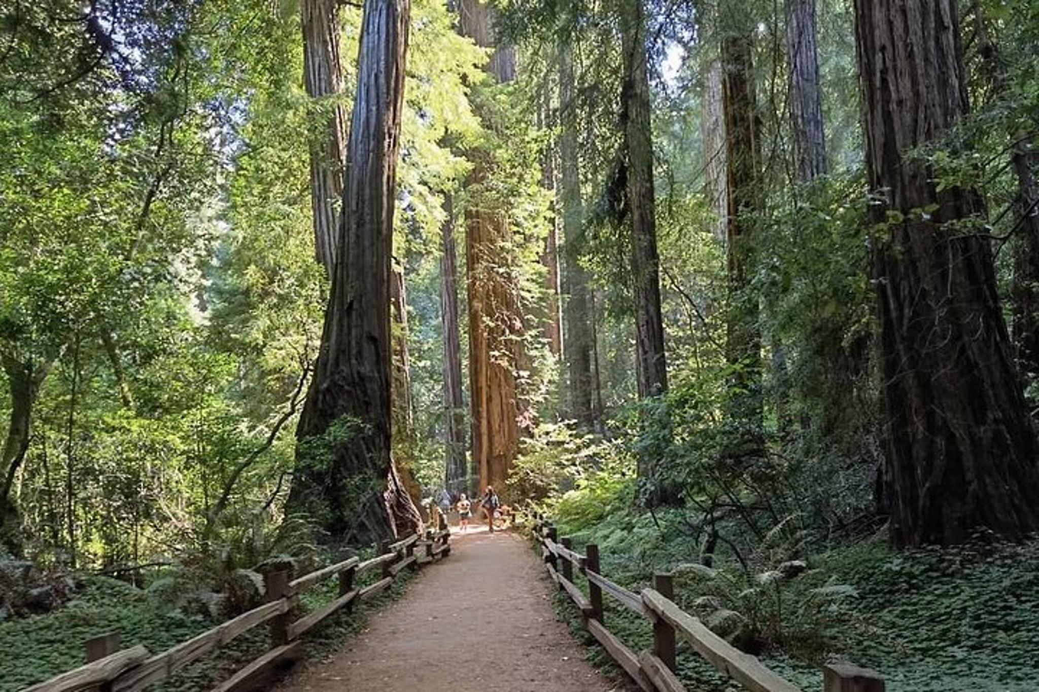 San Francisco Alcatraz Night Tour with Muir Woods - Image 4