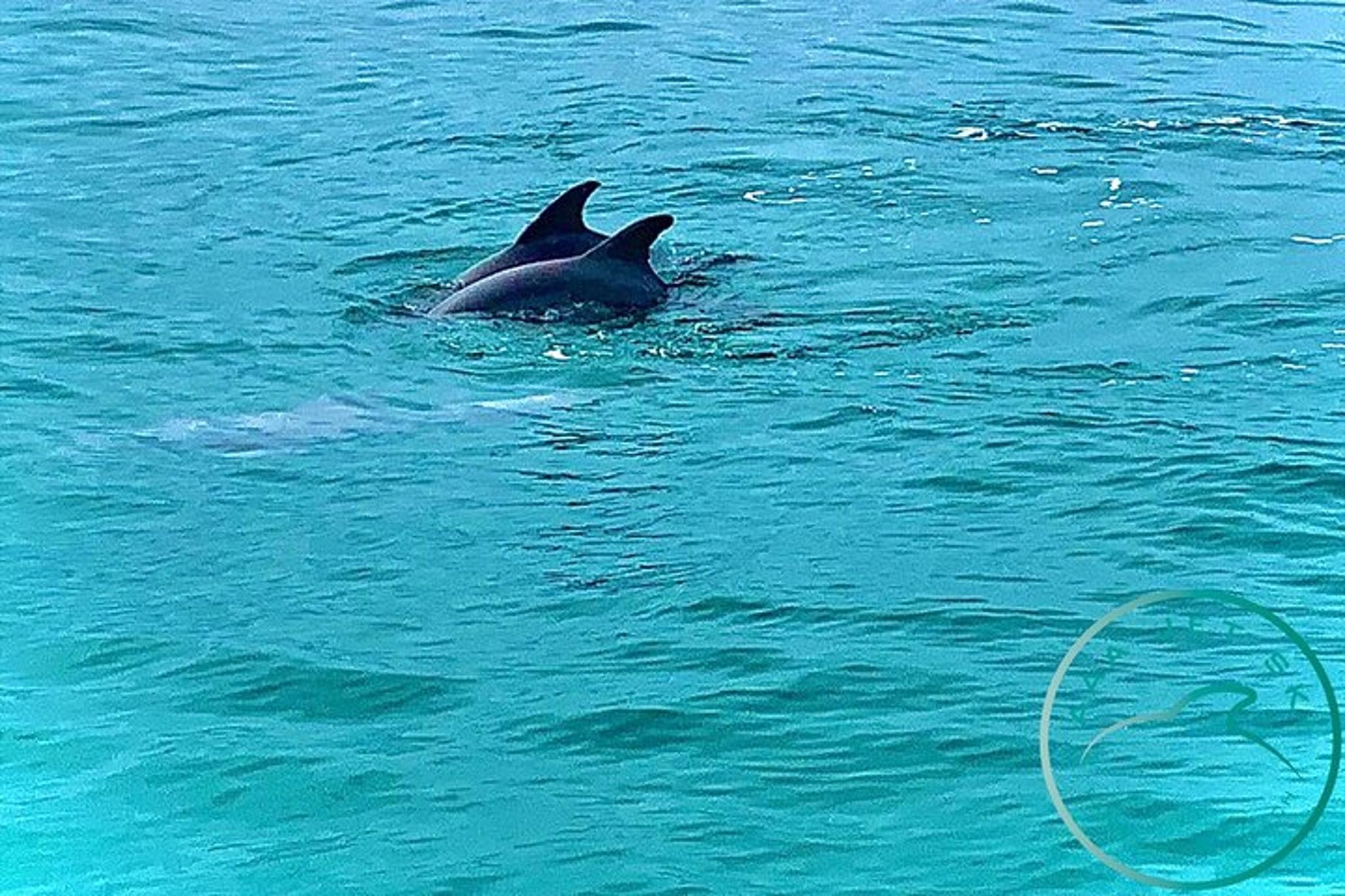 Panama City Beach Jet Ski Dolphin Tour 2 hr - Image 5