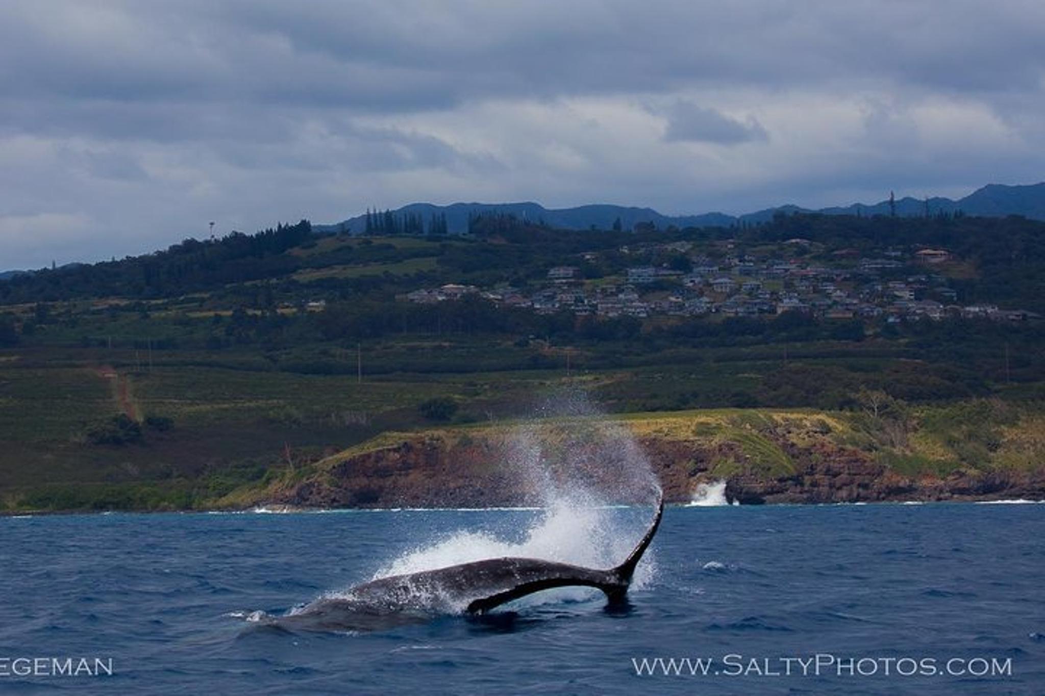 Kauai Whale and Dolphin Zodiac Boat Adventure - Image 4