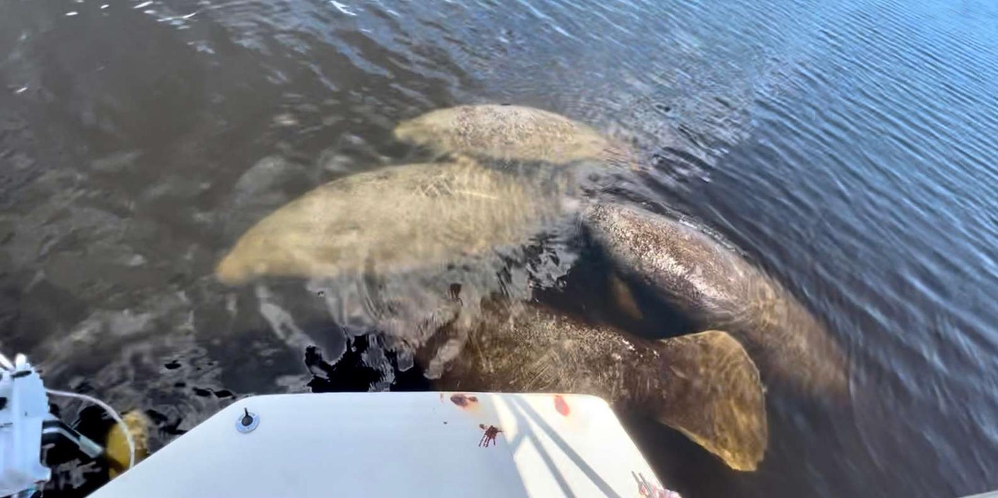 Naples Manatee Sightseeing and Wildlife Boat Tour - Image 3