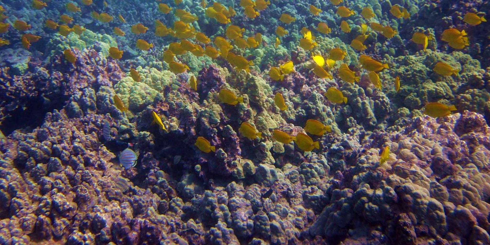 Hilo Snorkel and Wildlife Boat Adventure - Image 5