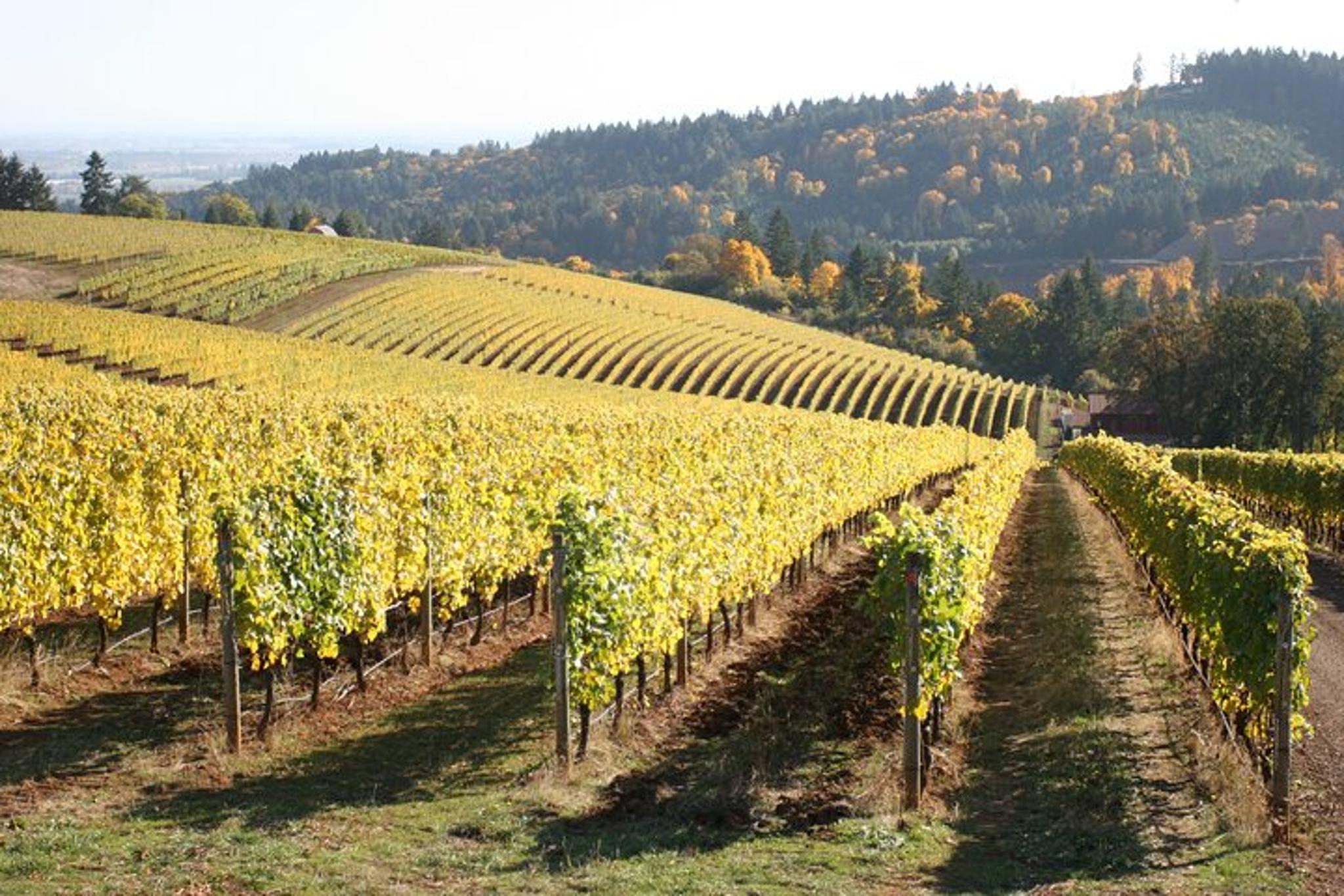 Portland Willamette Valley Wine Tour - Image 3