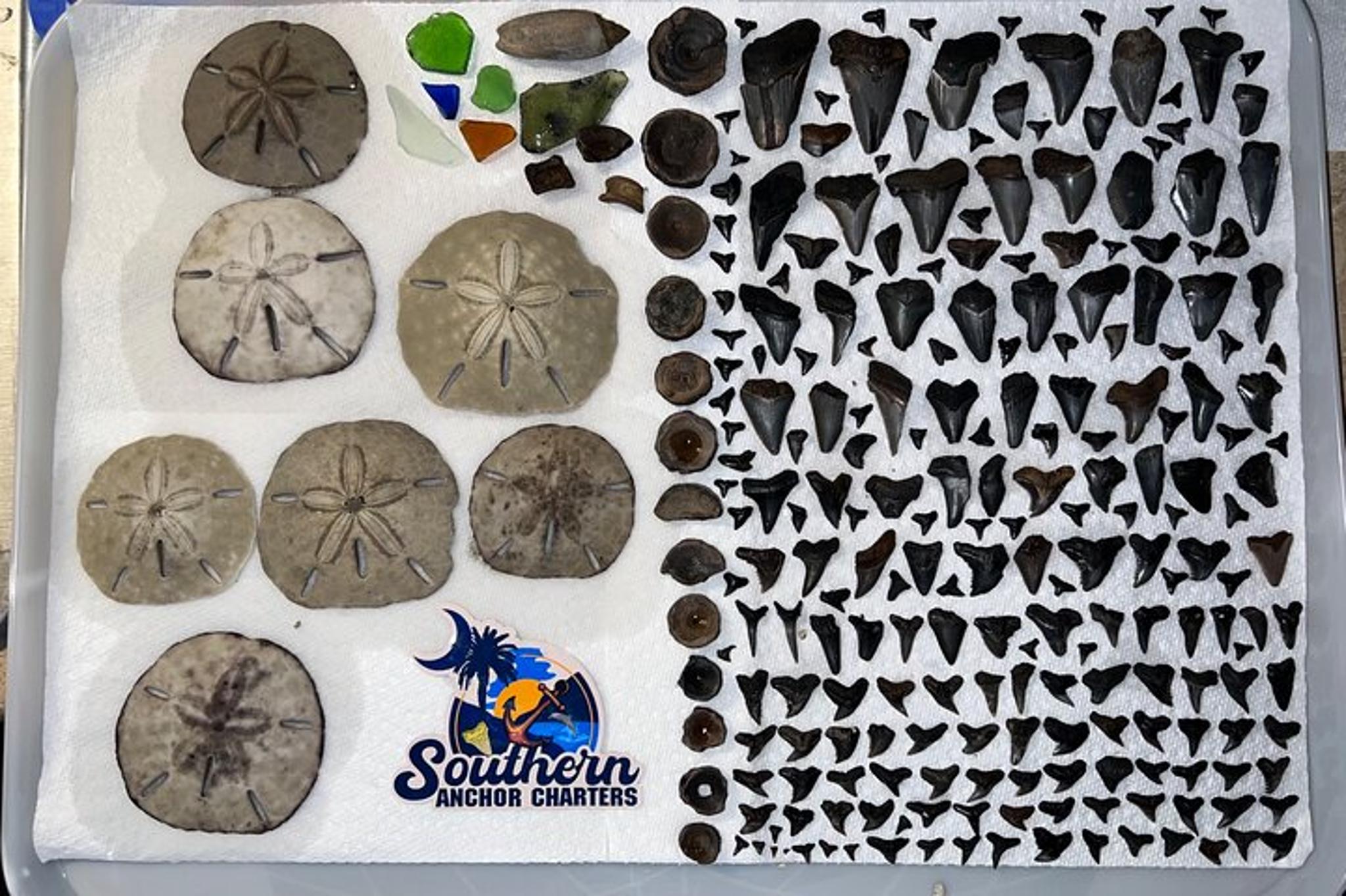 Charleston Shark Tooth and Fossil Island Drop Off - Image 4