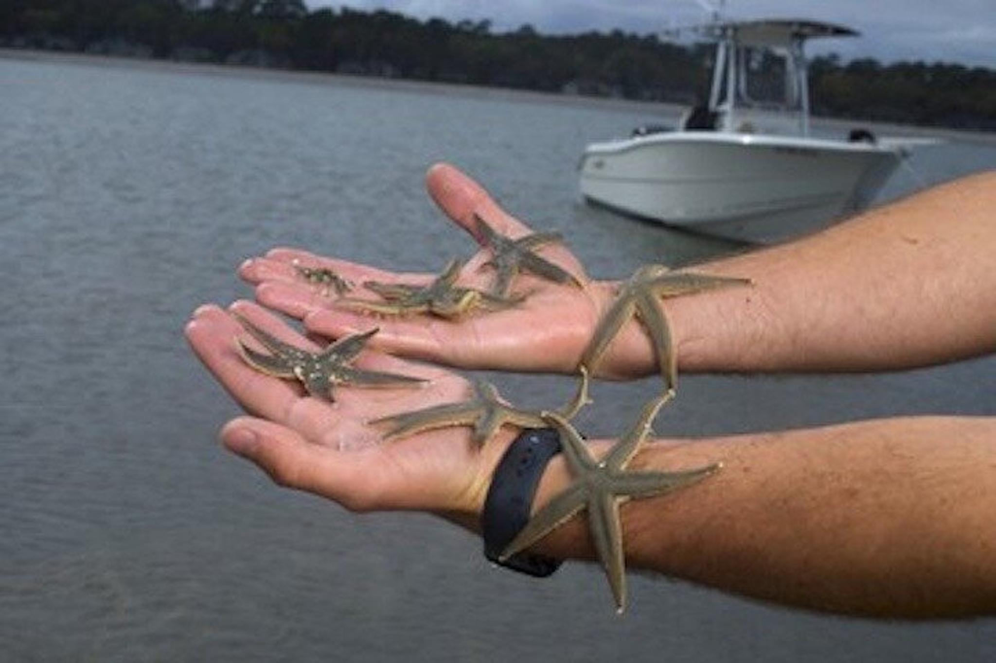 Hilton Head Mini Boat Tour to Disappearing Island - Image 6