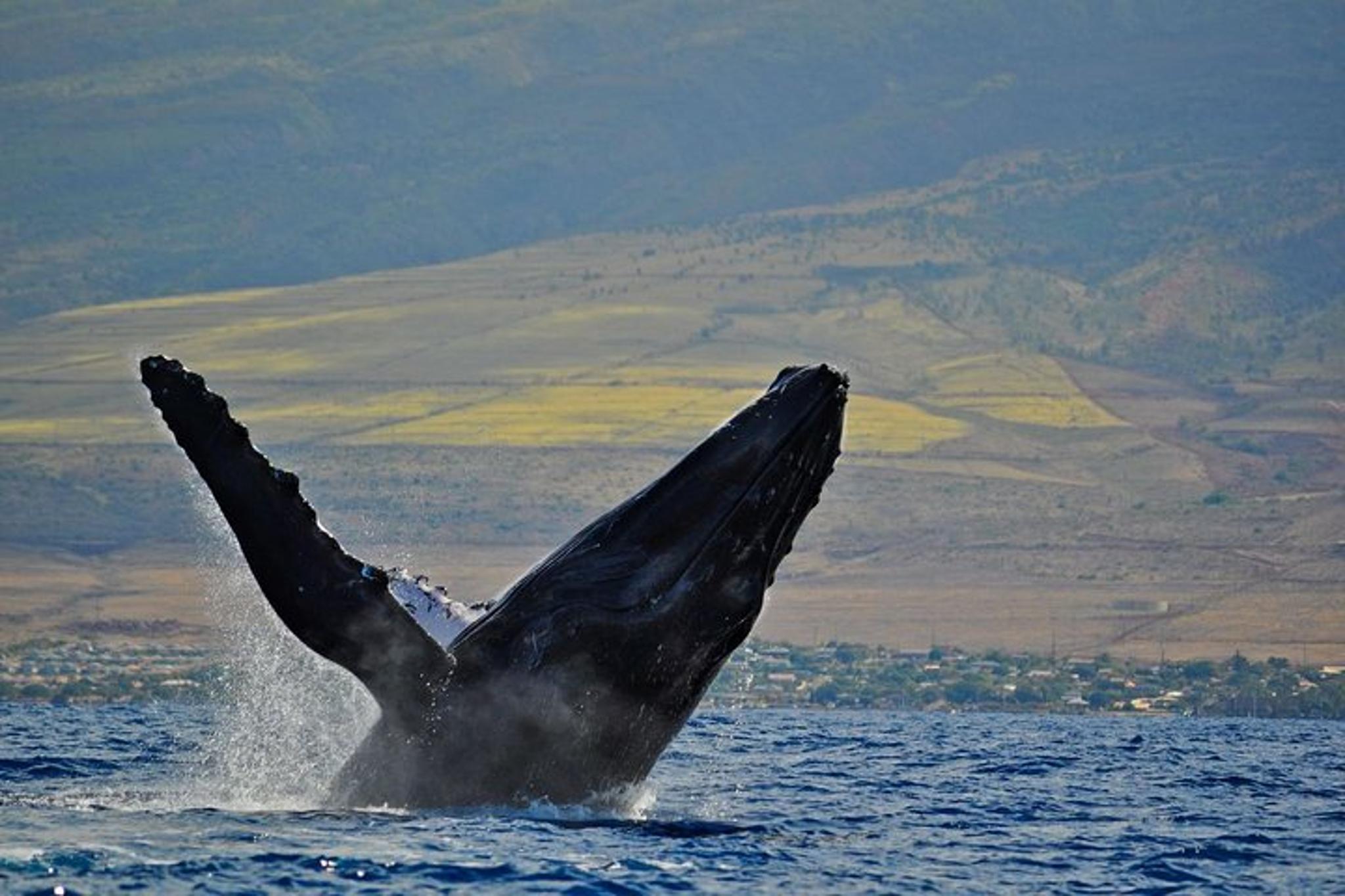 Ma'alaea Whale Watching Cruise - Image 4