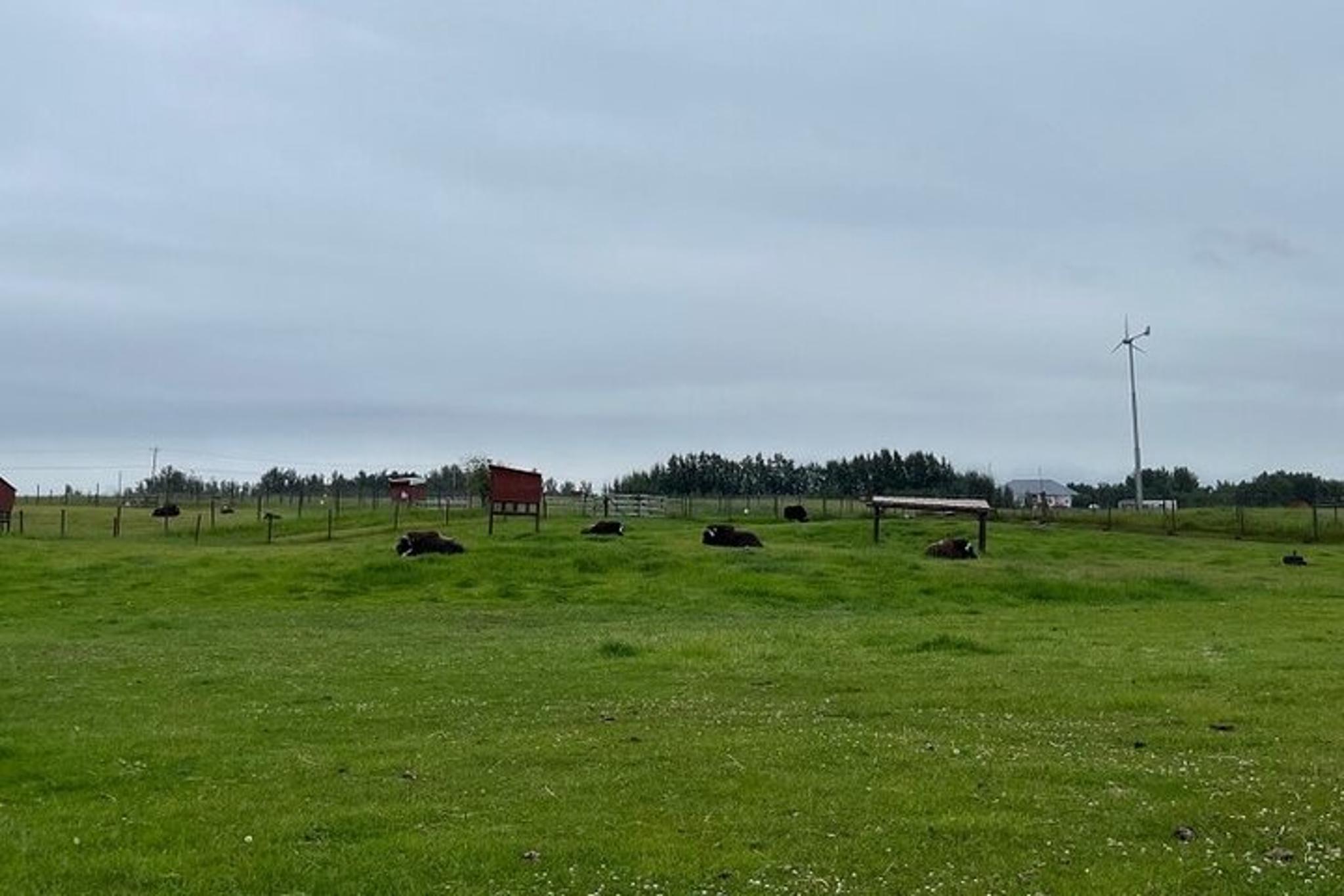 Anchorage Musk Ox Farm Tour & Scenic Drive - Image 5