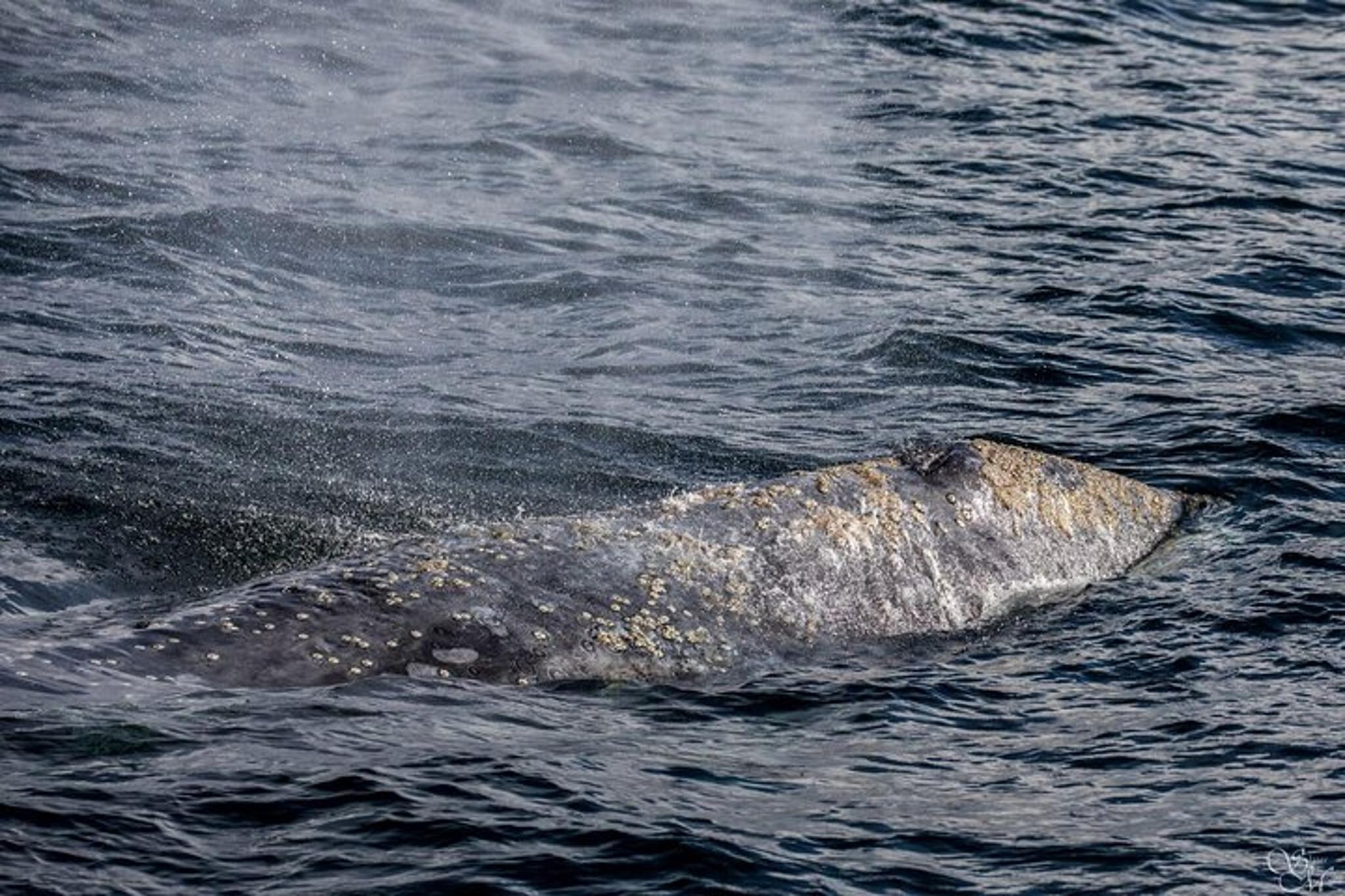 Monterey Whale Watching Tour
