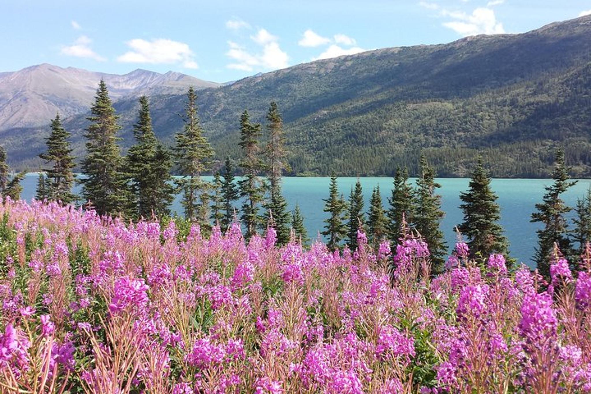 Skagway Yukon Border and Suspension Bridge Tour
