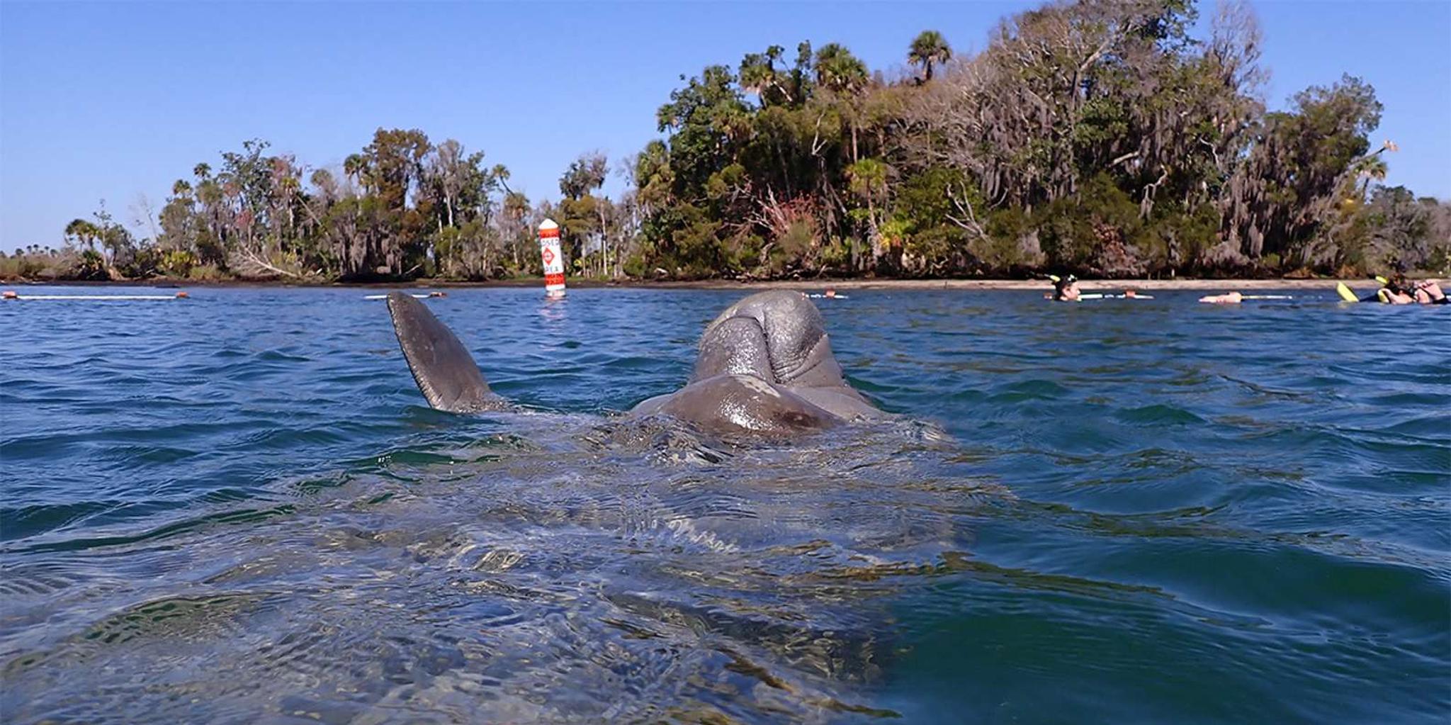 Crystal River Manatee Viewing Cruise 1.5 hr - Image 3
