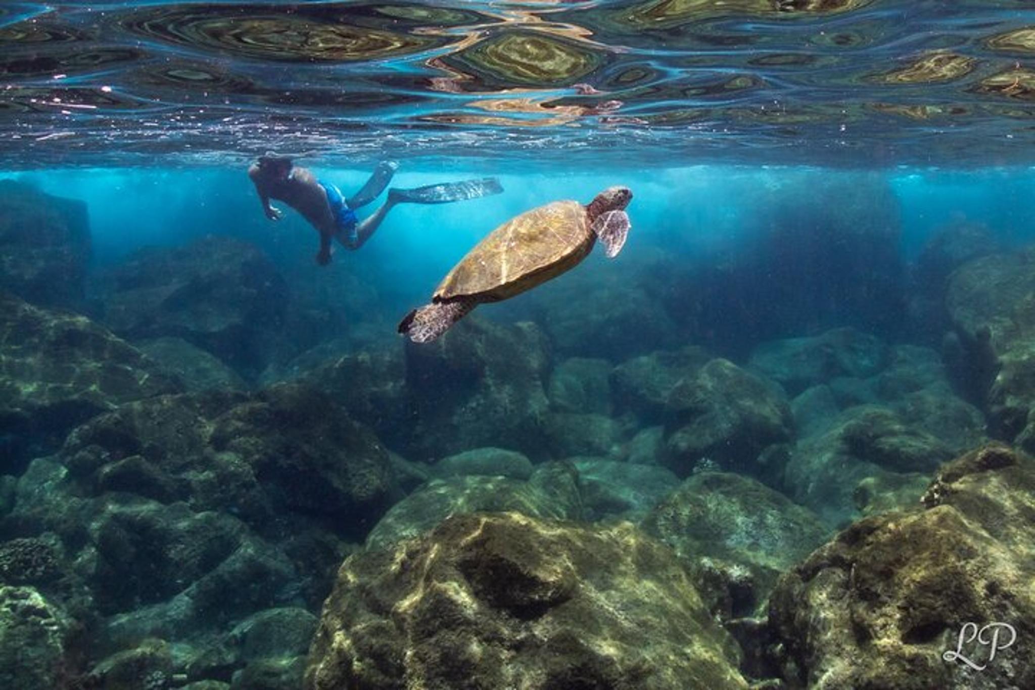 West Maui Snorkel Tour with Turtle Gardens - Image 6