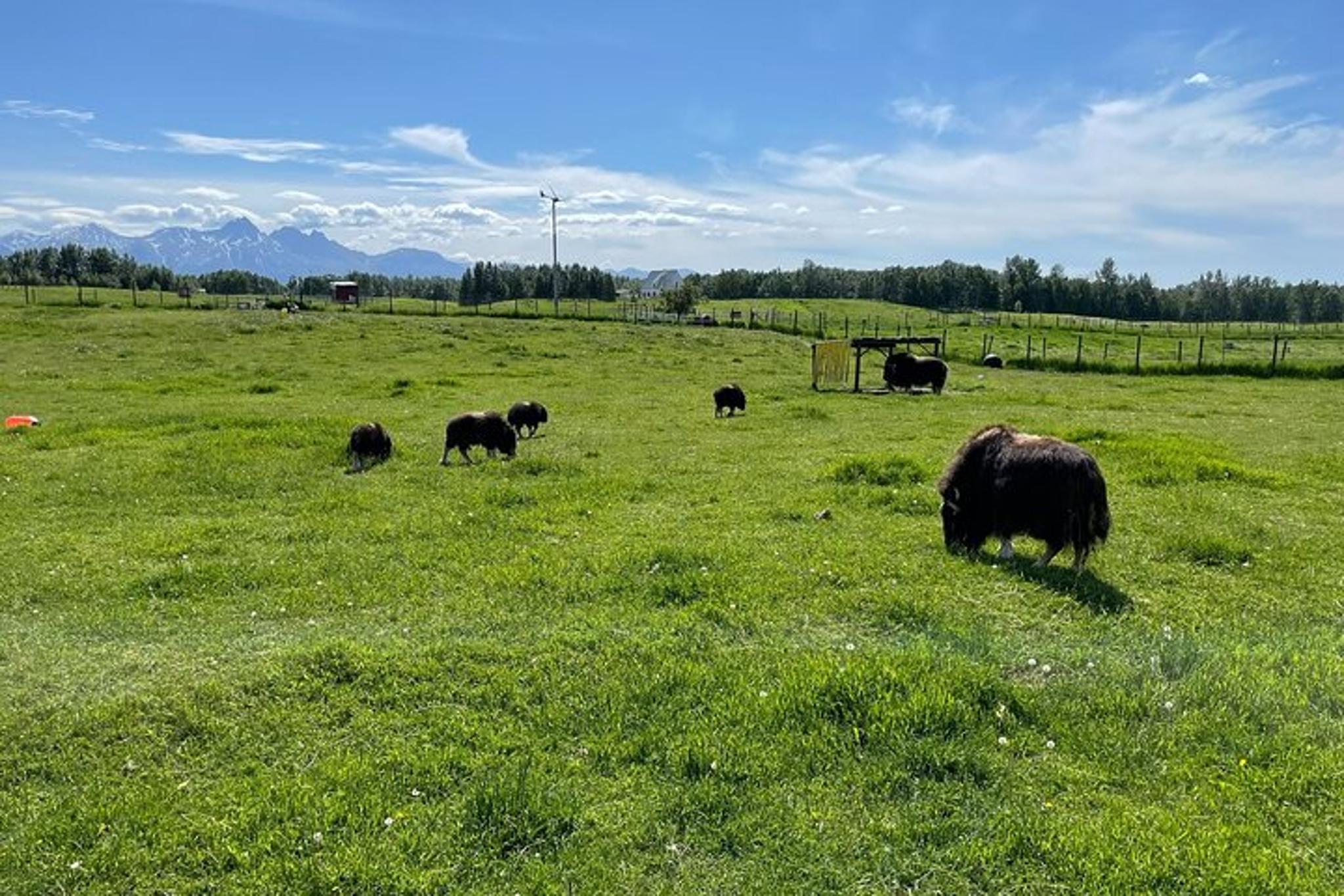 Anchorage Matanuska Valley and Farm Tour 8 hr - Image 5