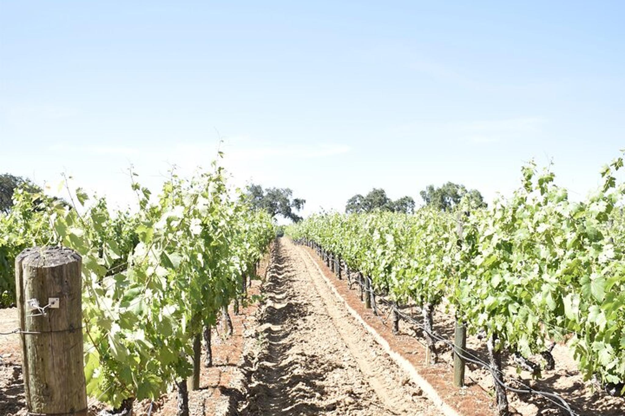 Lodi Wine Tasting Tour - Image 5