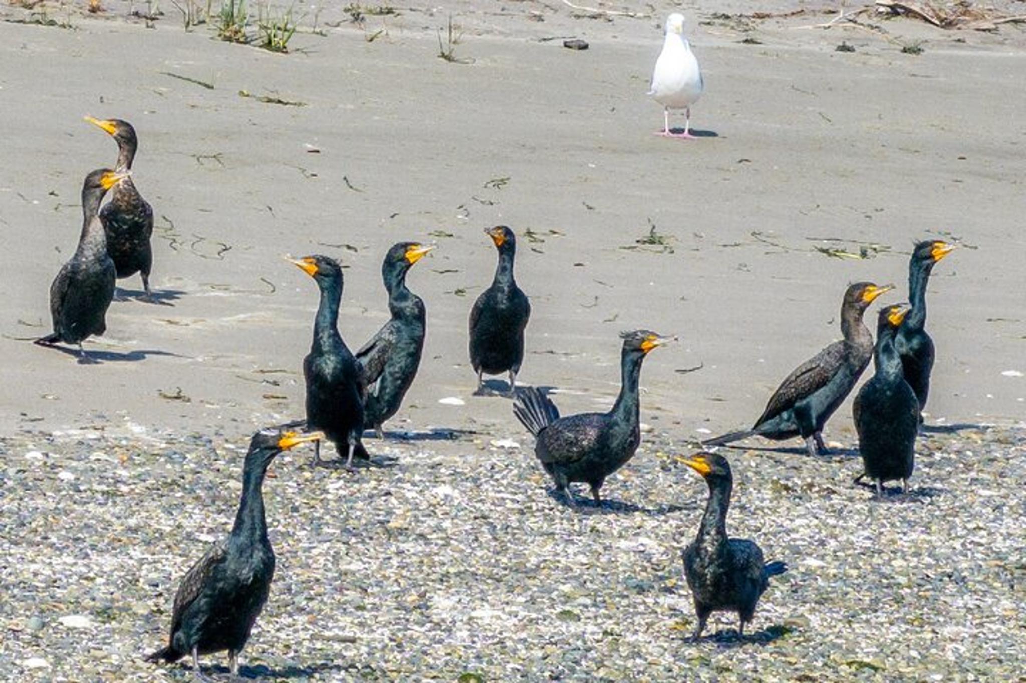 Port Townsend Wildlife Watching Cruise 3 hr - Image 4