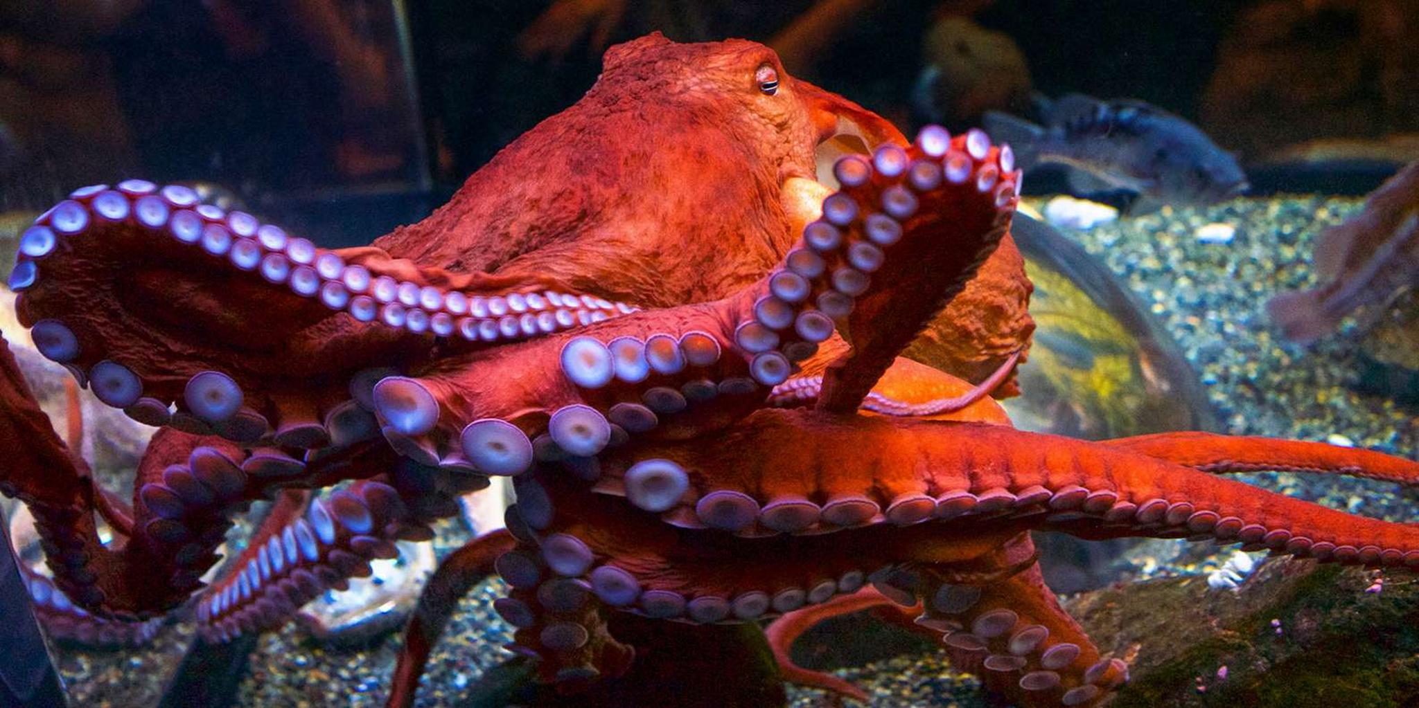 San Francisco City Attractions Pass - Image 6