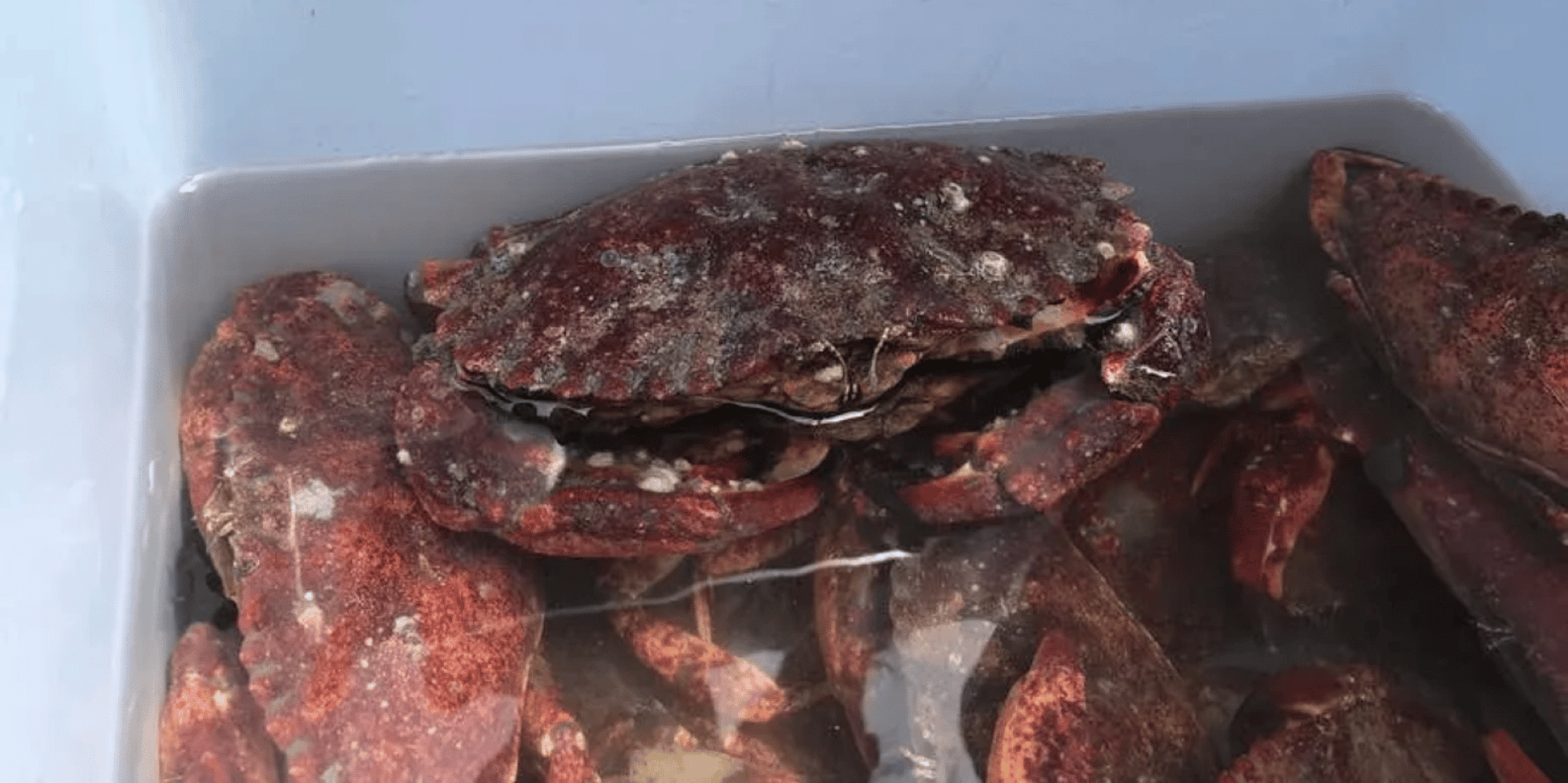 San Francisco Crab & Cook Under the Golden Gate Bridge